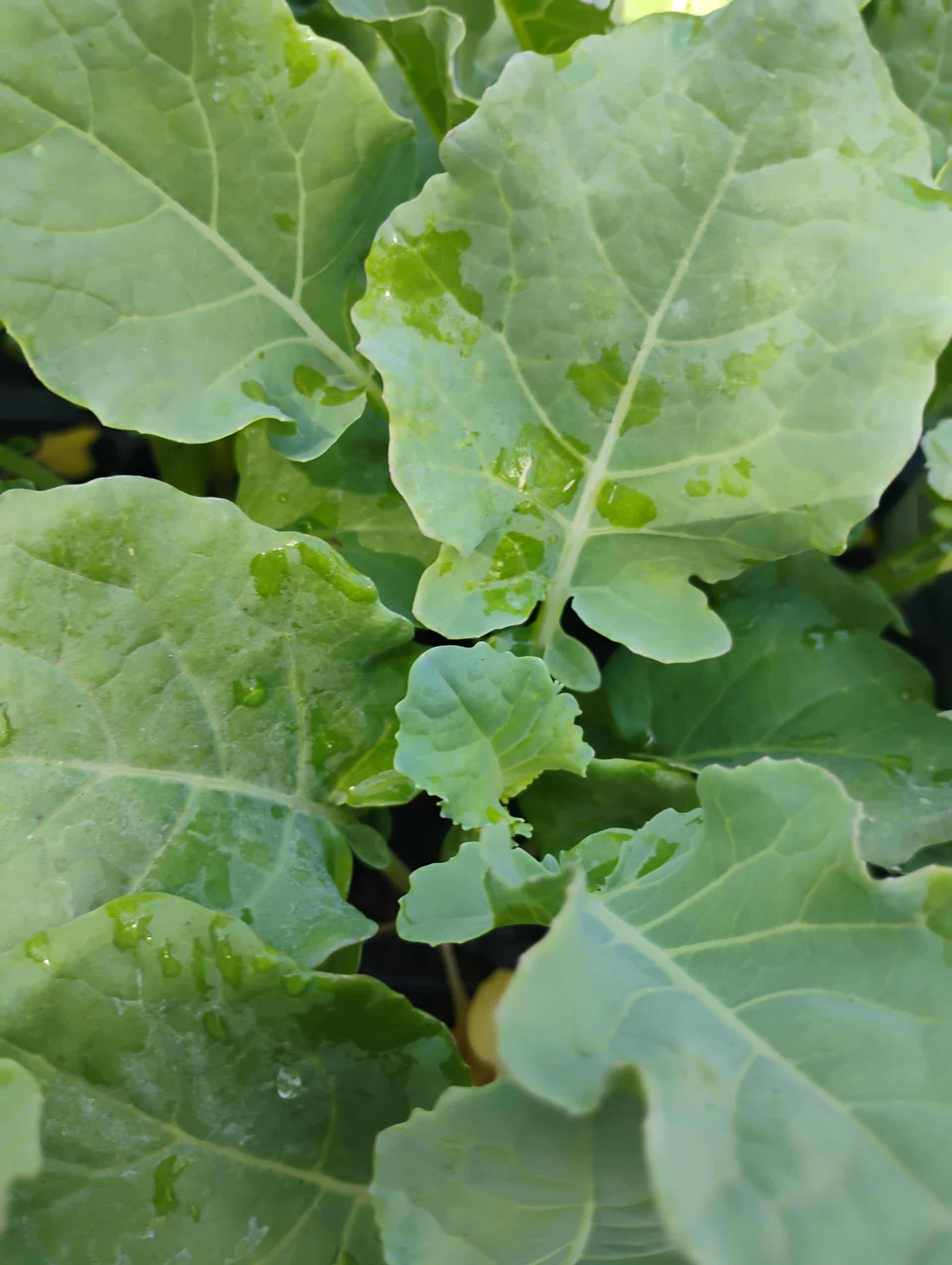Broccoli (Brassica oleracea var. italica), Annual