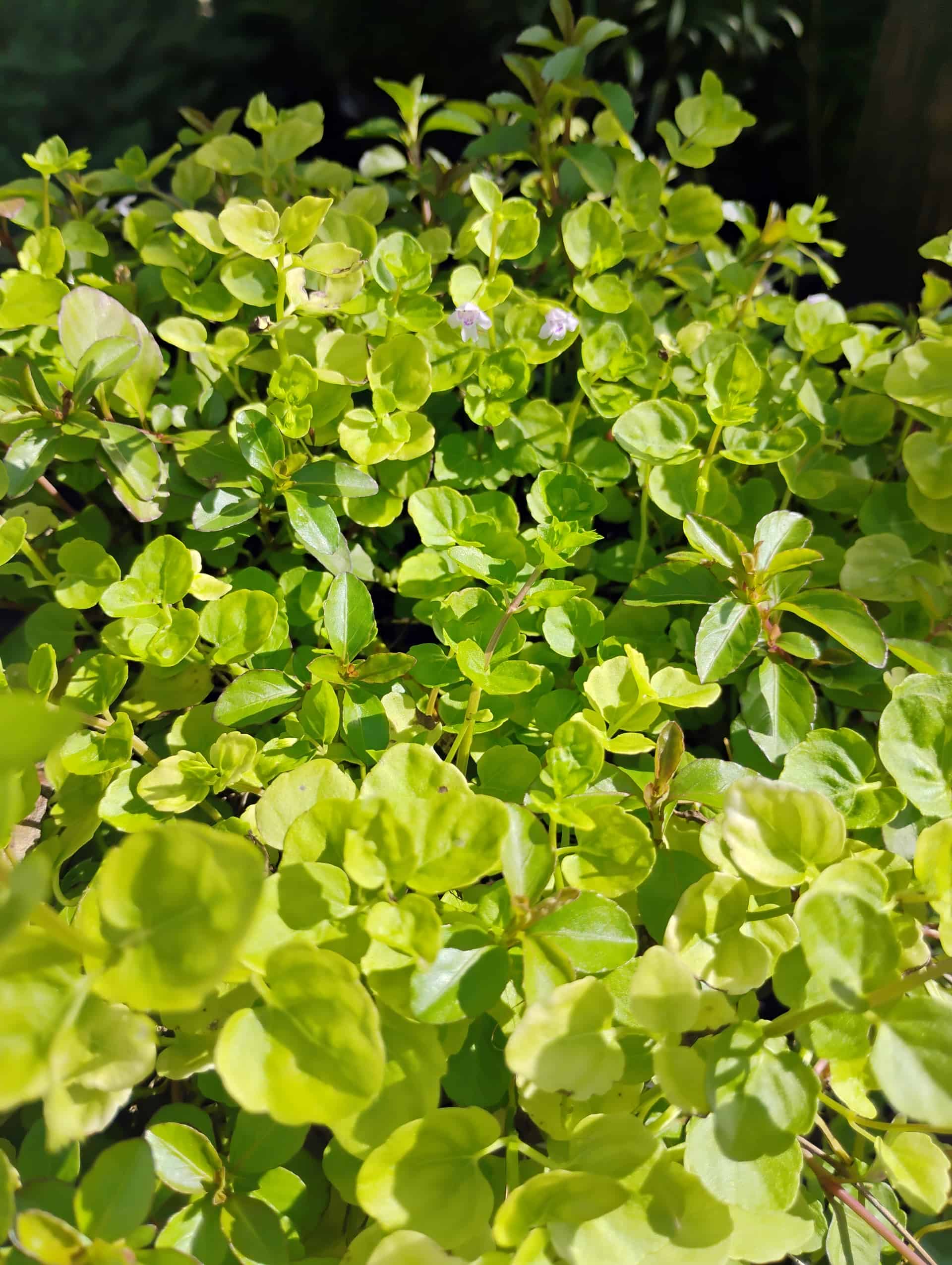 Browne's Savory (Clinopodium brownei), Groundcover
