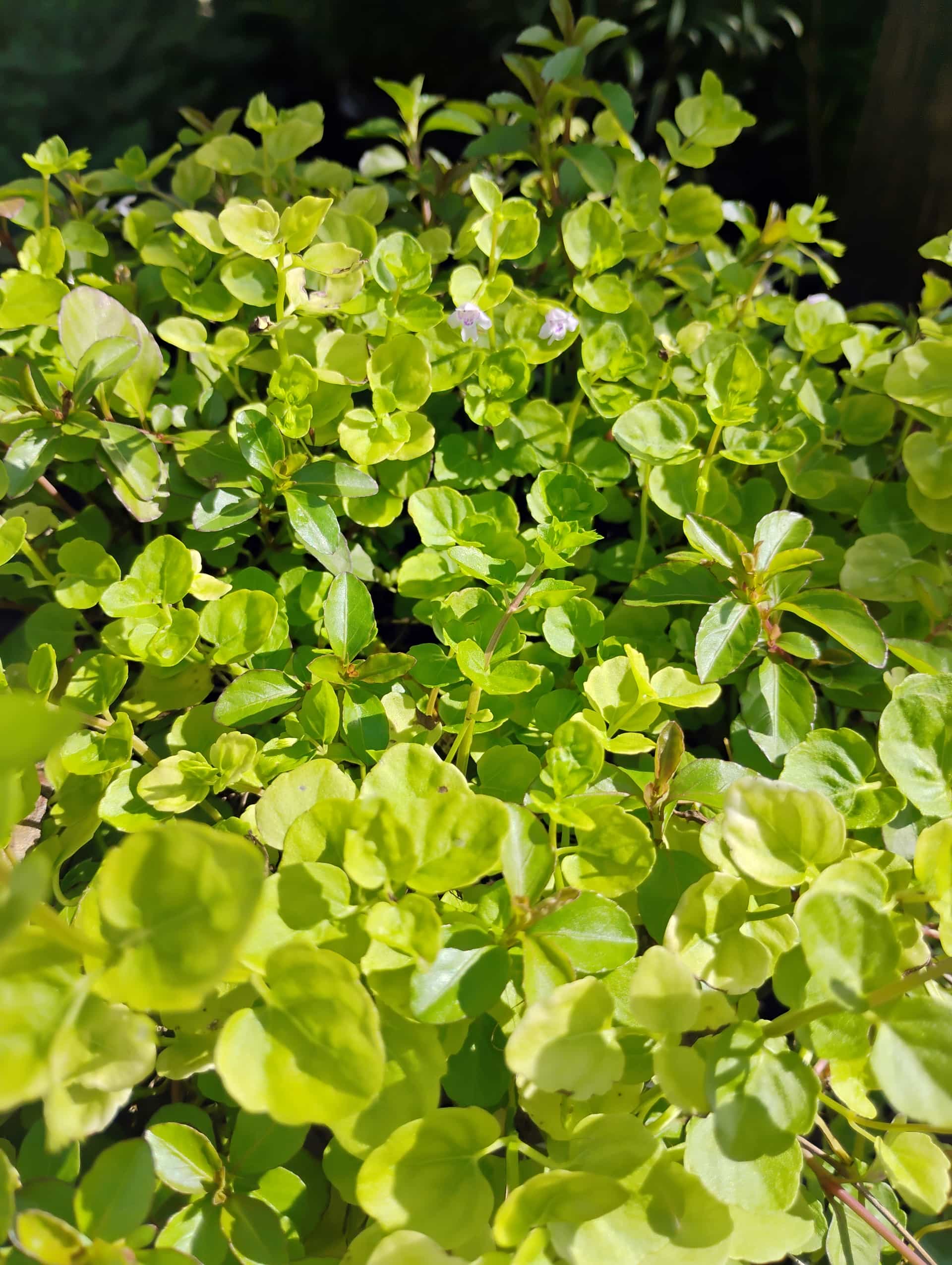 Browne's Savory (Clinopodium brownei), Groundcover