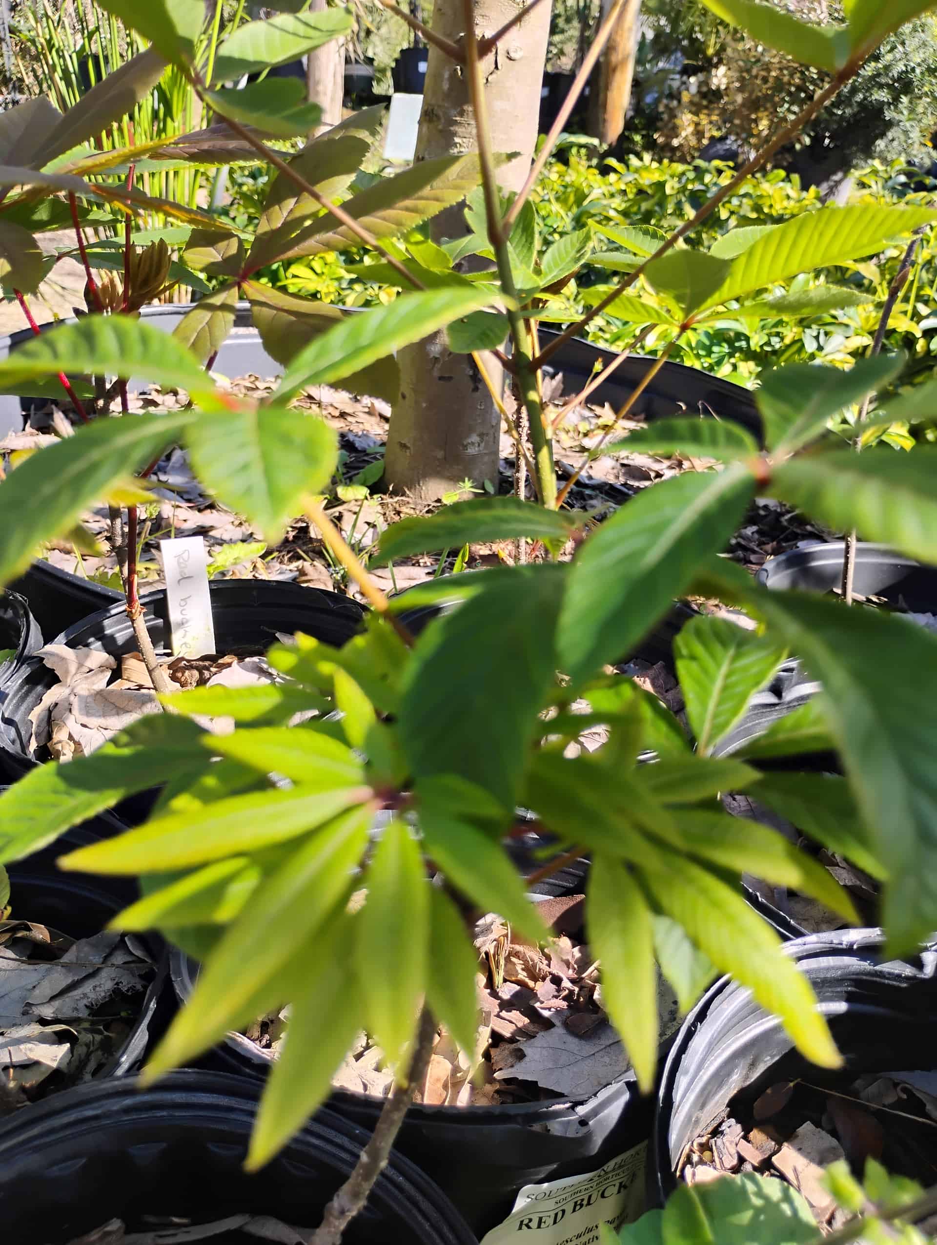 Red Buckeye