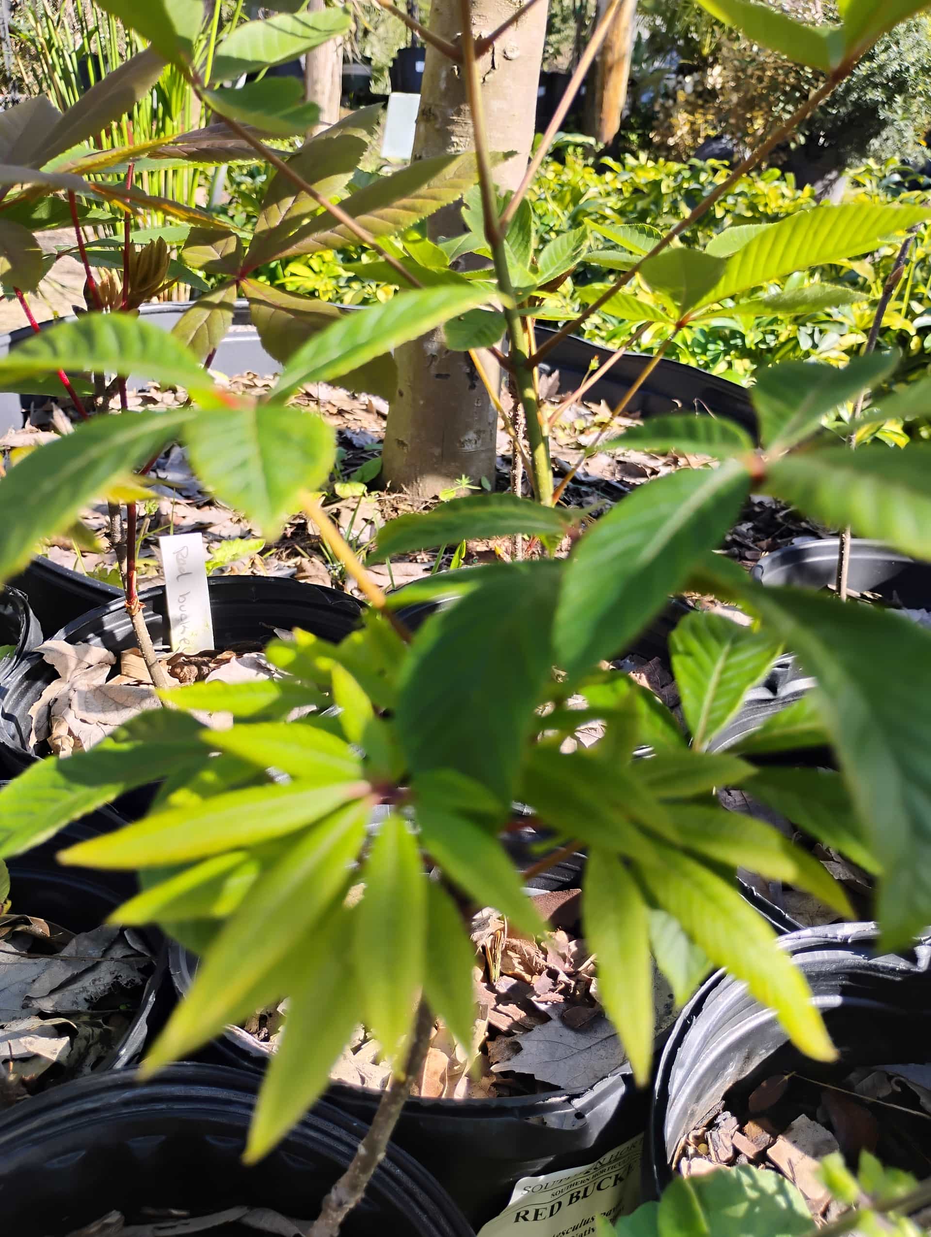 Red Buckeye (Aesculus pavia), Tree