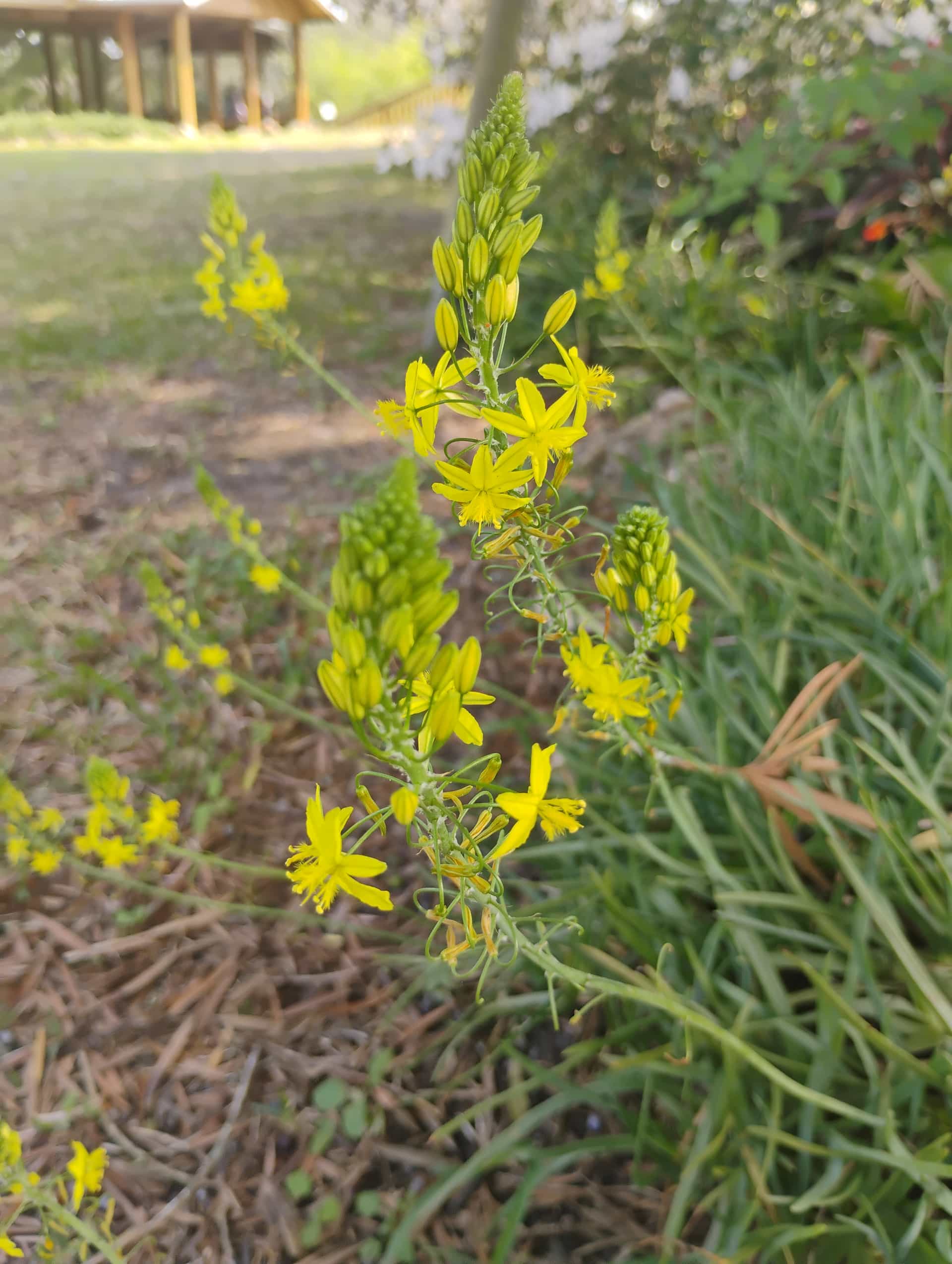 Bulbine Lily (Bulbine), Succulent