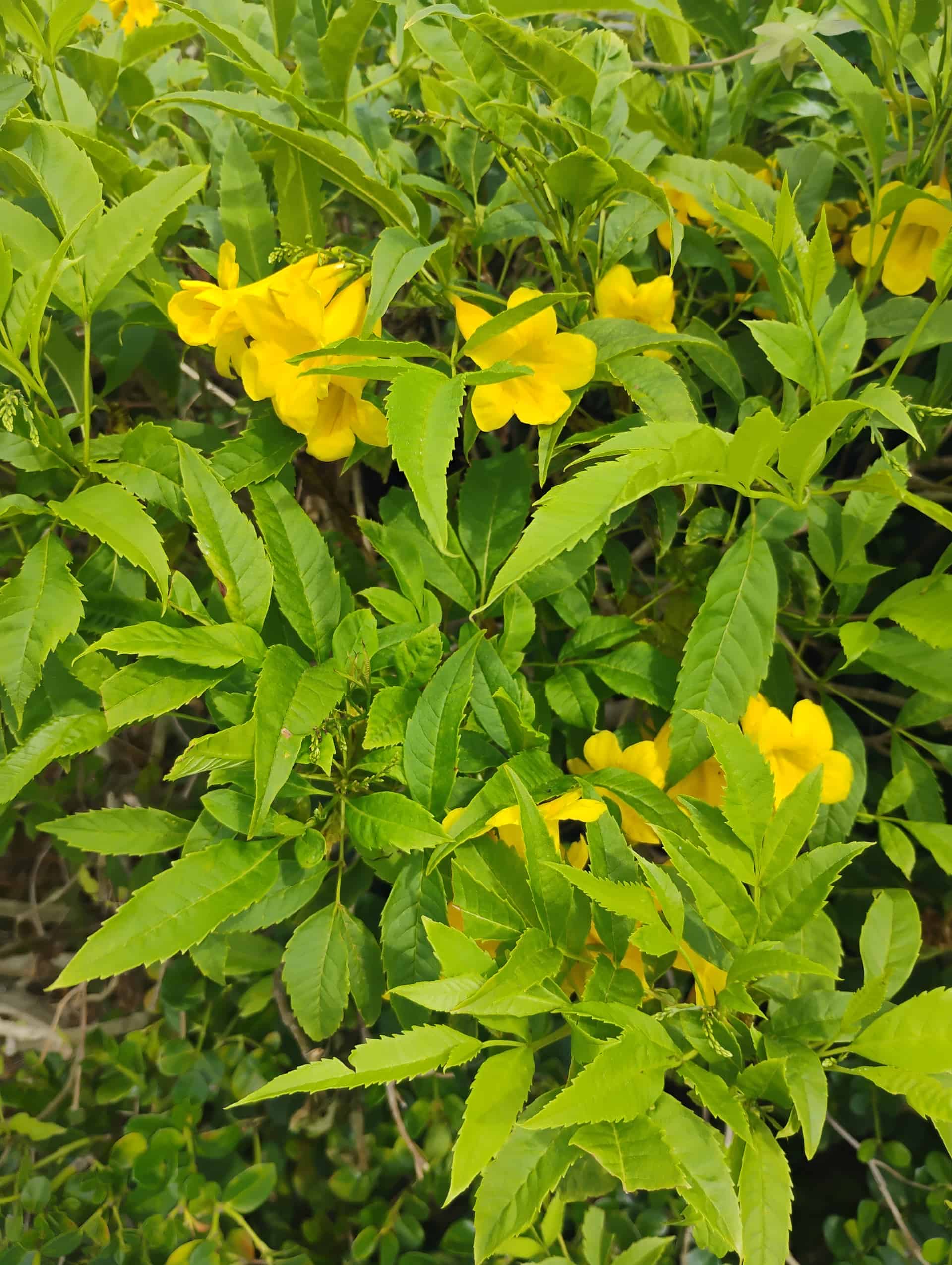 Bush Allamanda (Allamanda schottii), Shrub