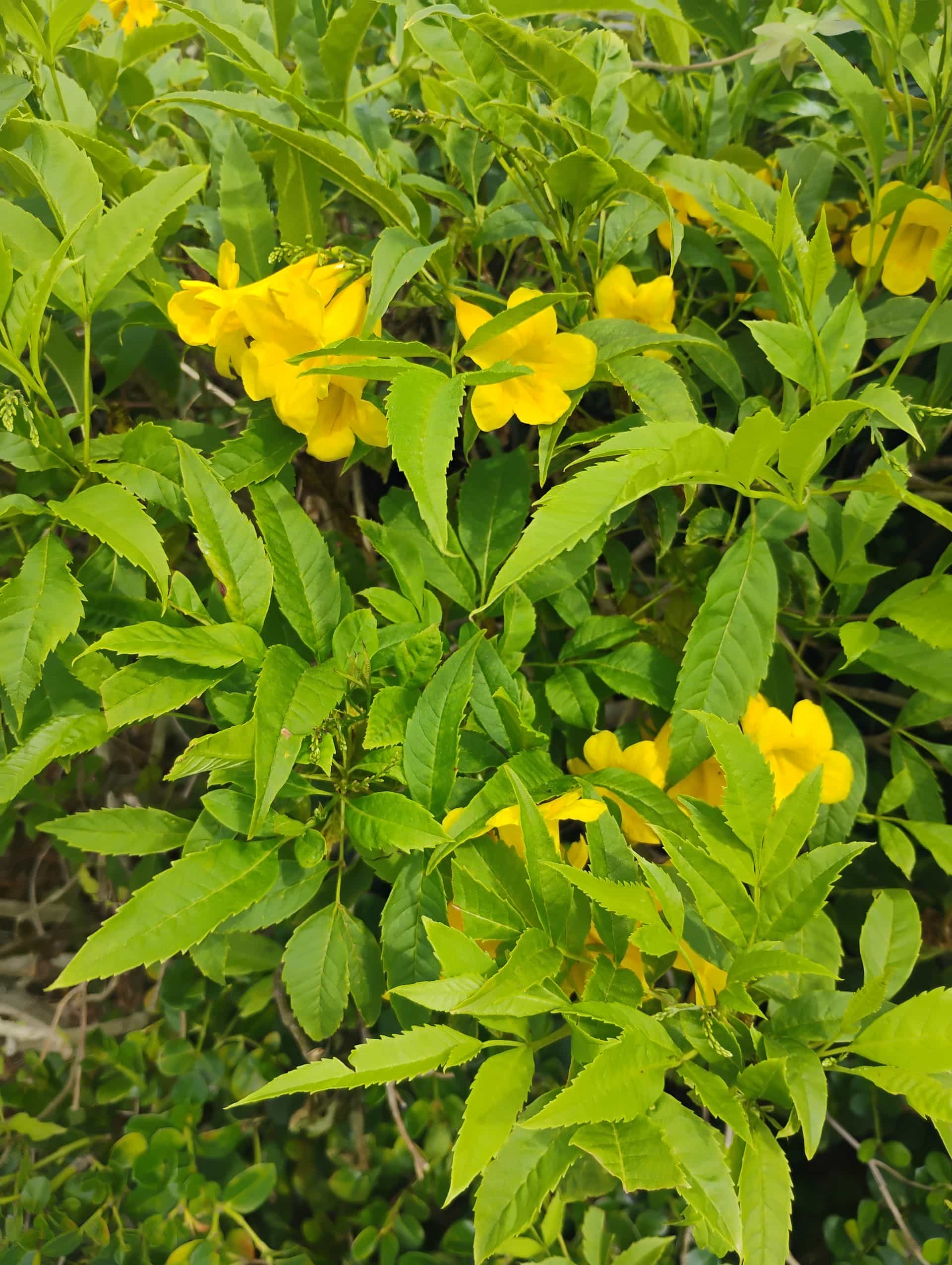 Bush Allamanda (Allamanda schottii), Shrub