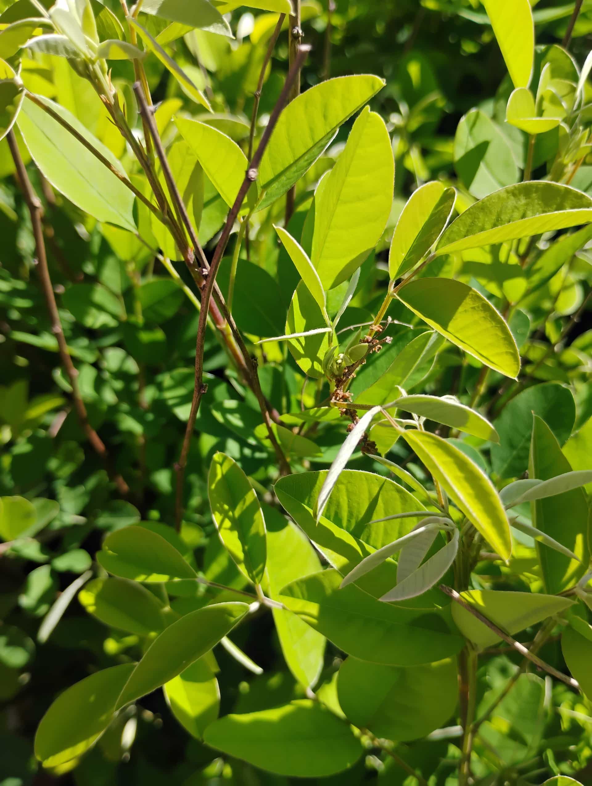 Bush Clover (Lespedeza thunbergii), Shrub