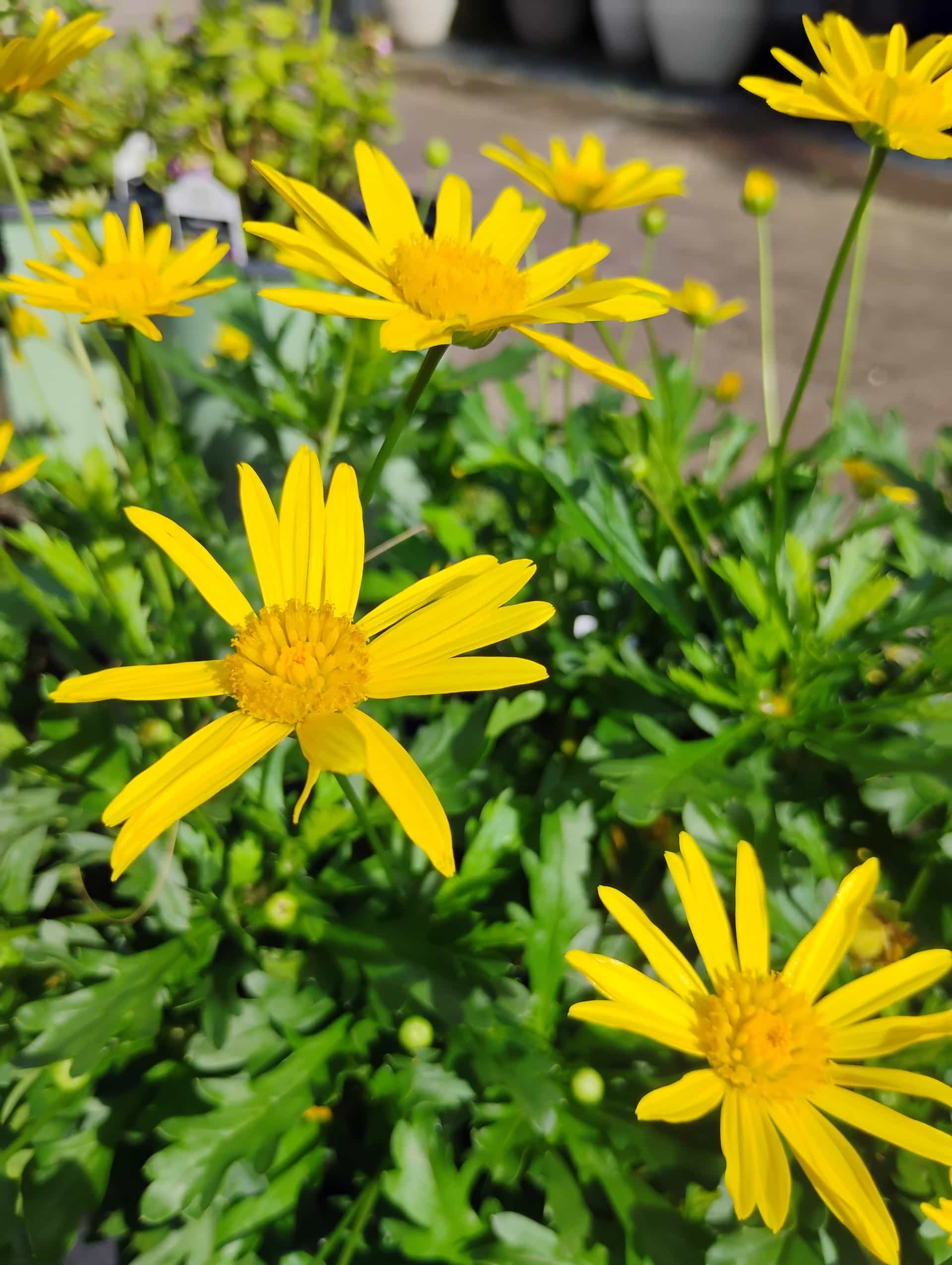 Bush Daisy (Euryops pectinatus), Shrub