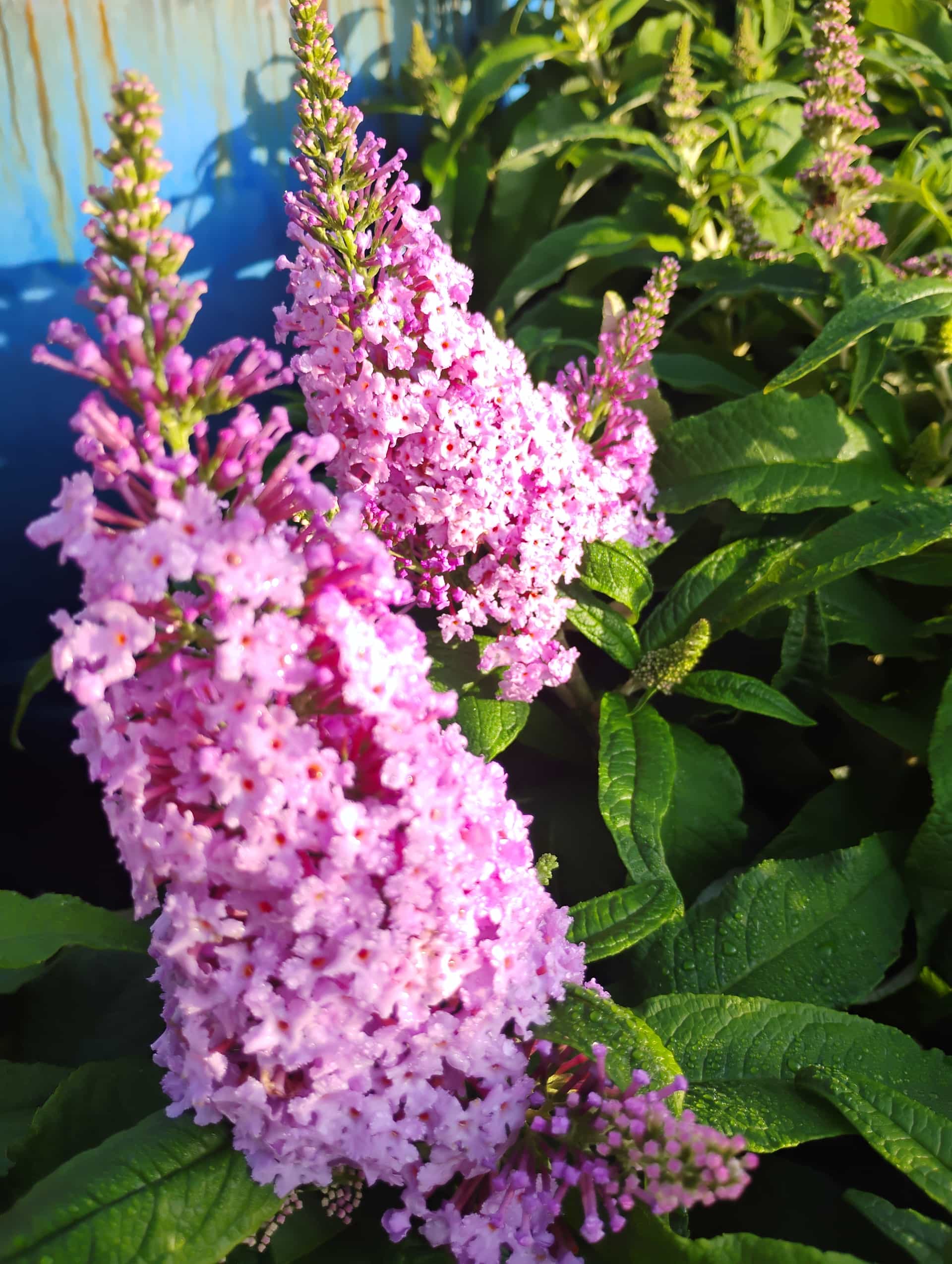 Butterfly Bush (Buddleja davidii), Shrub