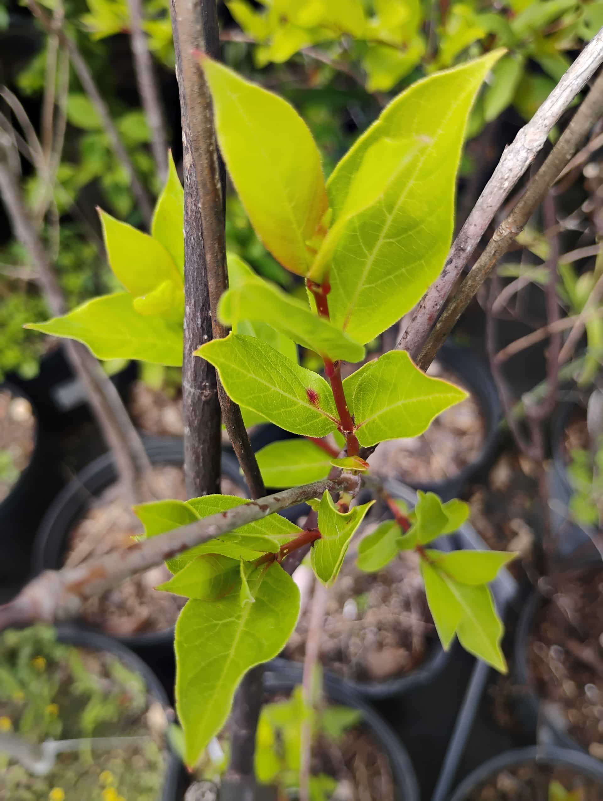 Buttonbush (Cephalanthus occidentalis), Shrub