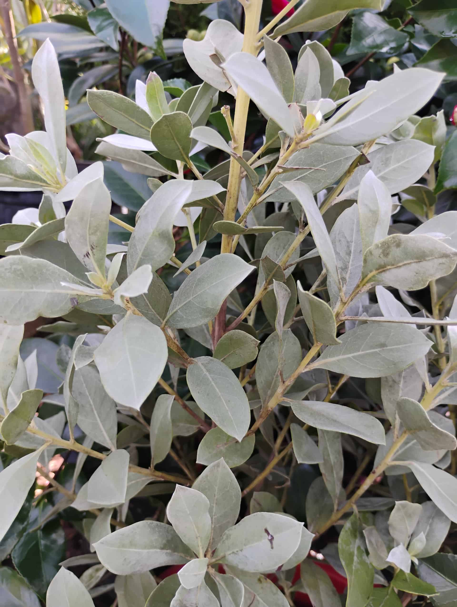 Buttonwood (Conocarpus erectus), Tree