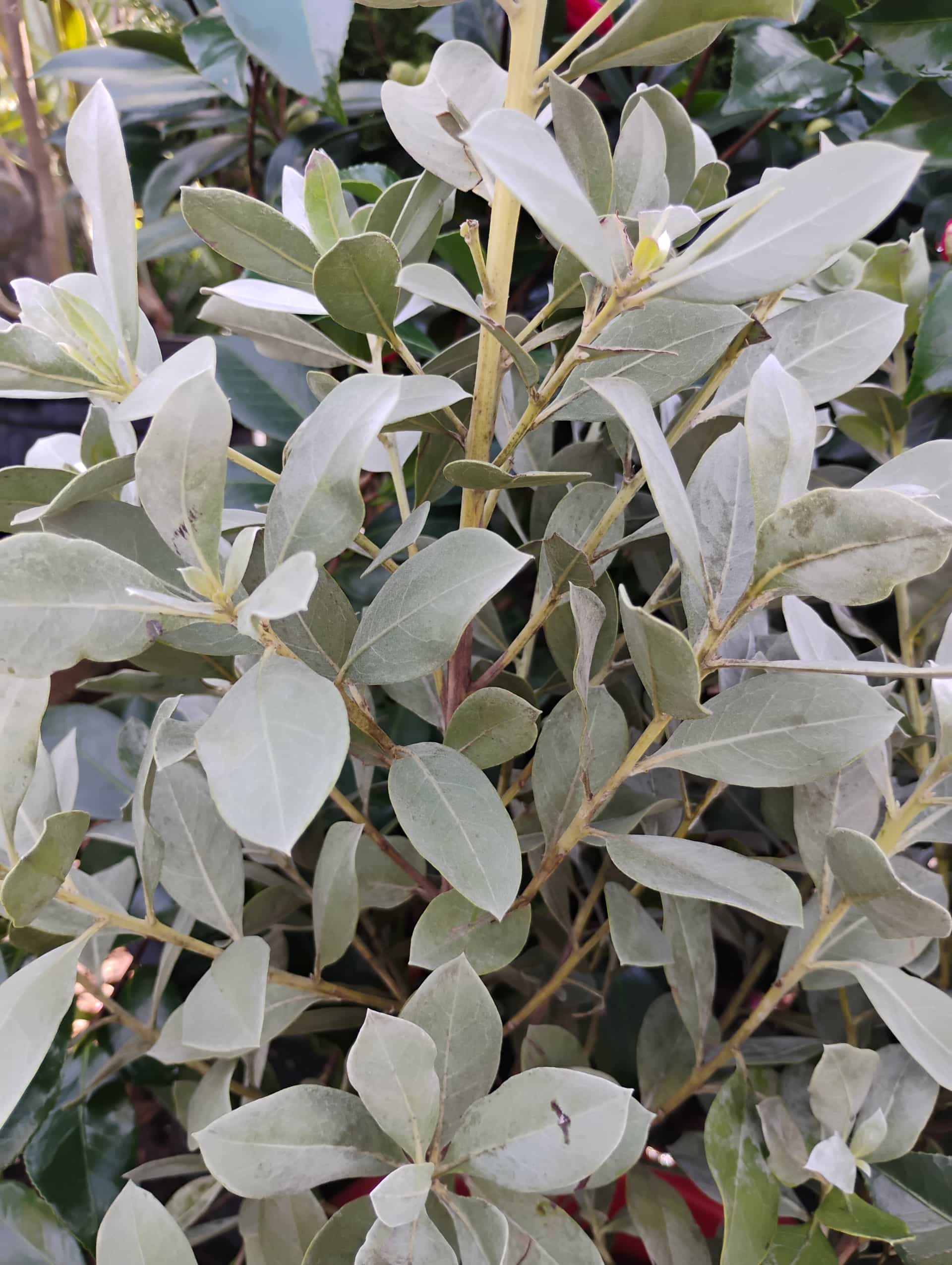 Buttonwood (Conocarpus erectus), Tree