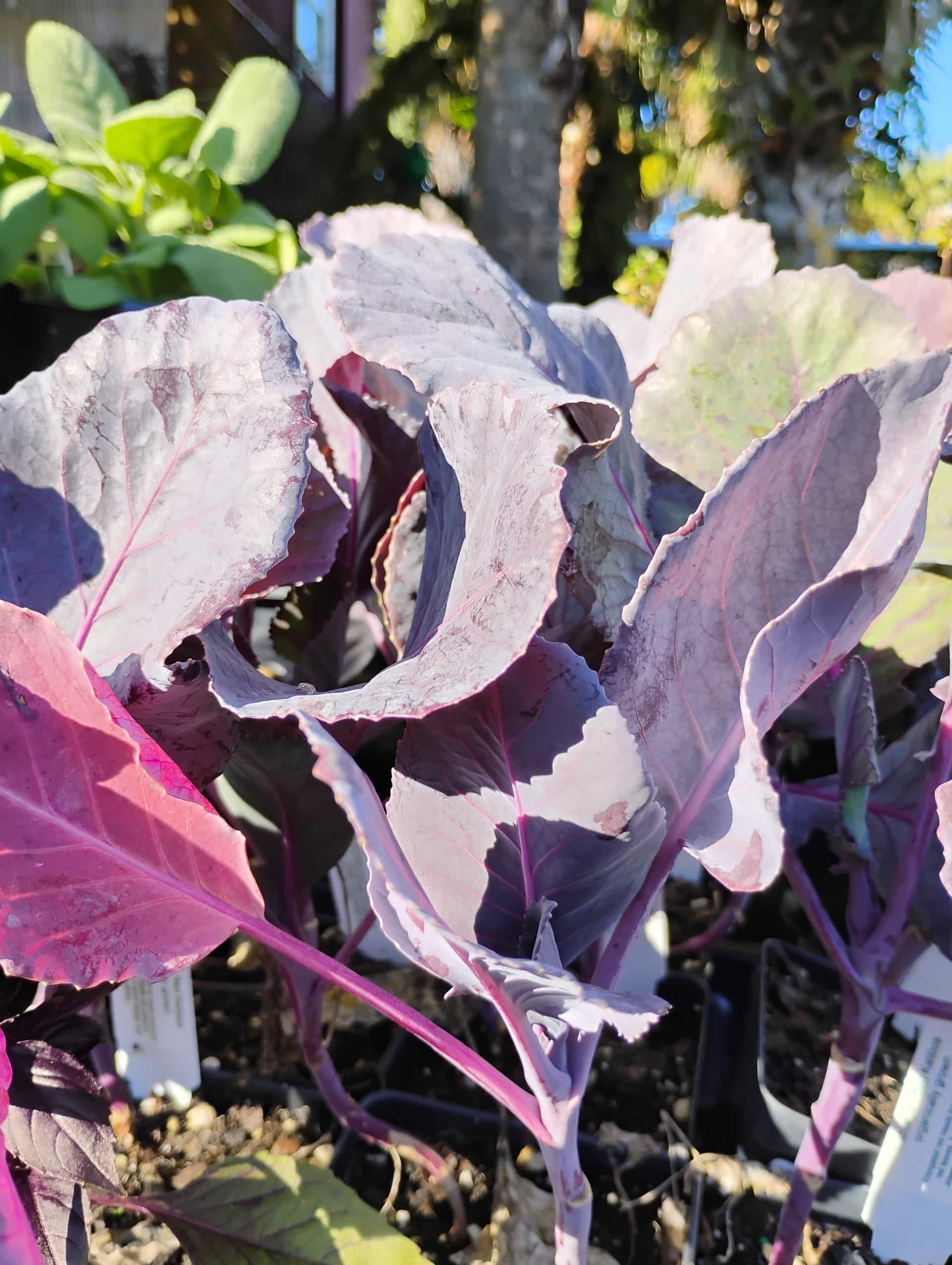 Cabbage (Brassica oleracea var. capitata), Annual
