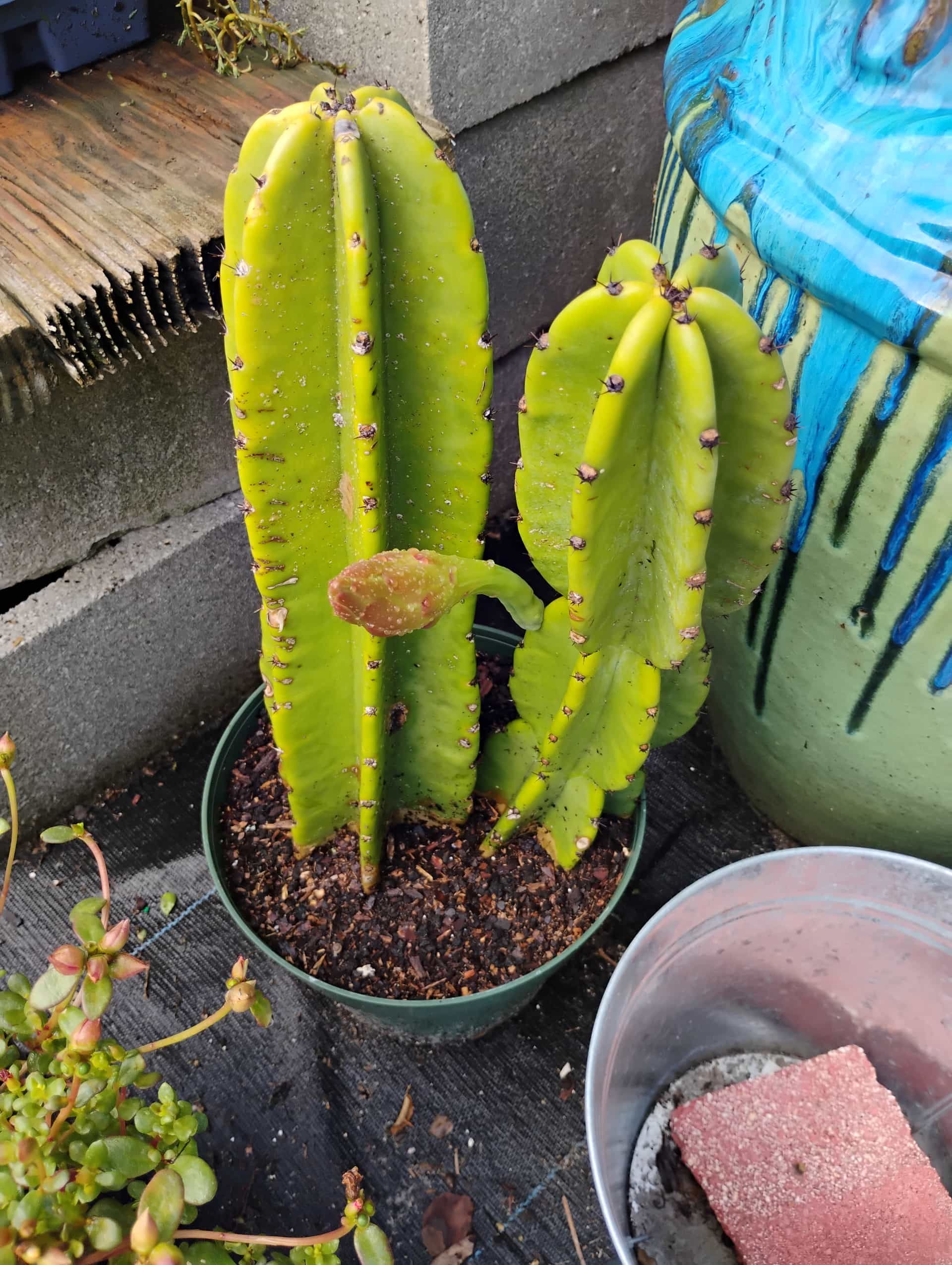 Orchid Cactus (Epiphyllum), Succulent