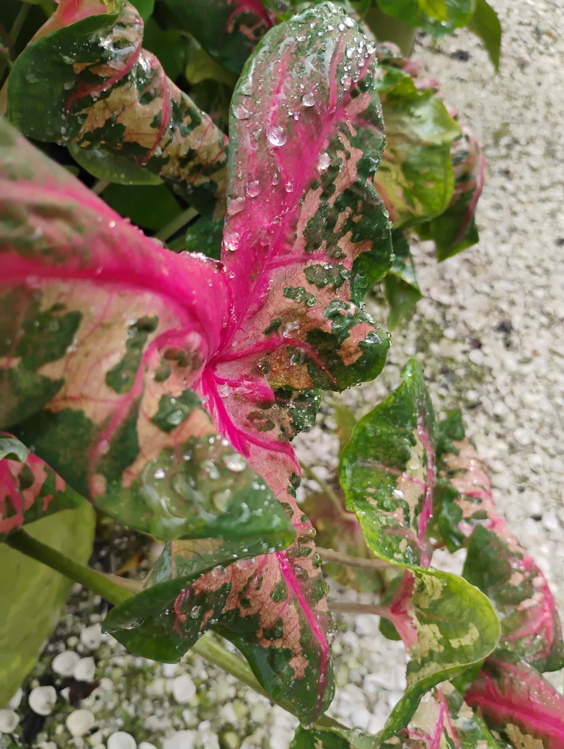 Caladium (Caladium bicolor), Perennial