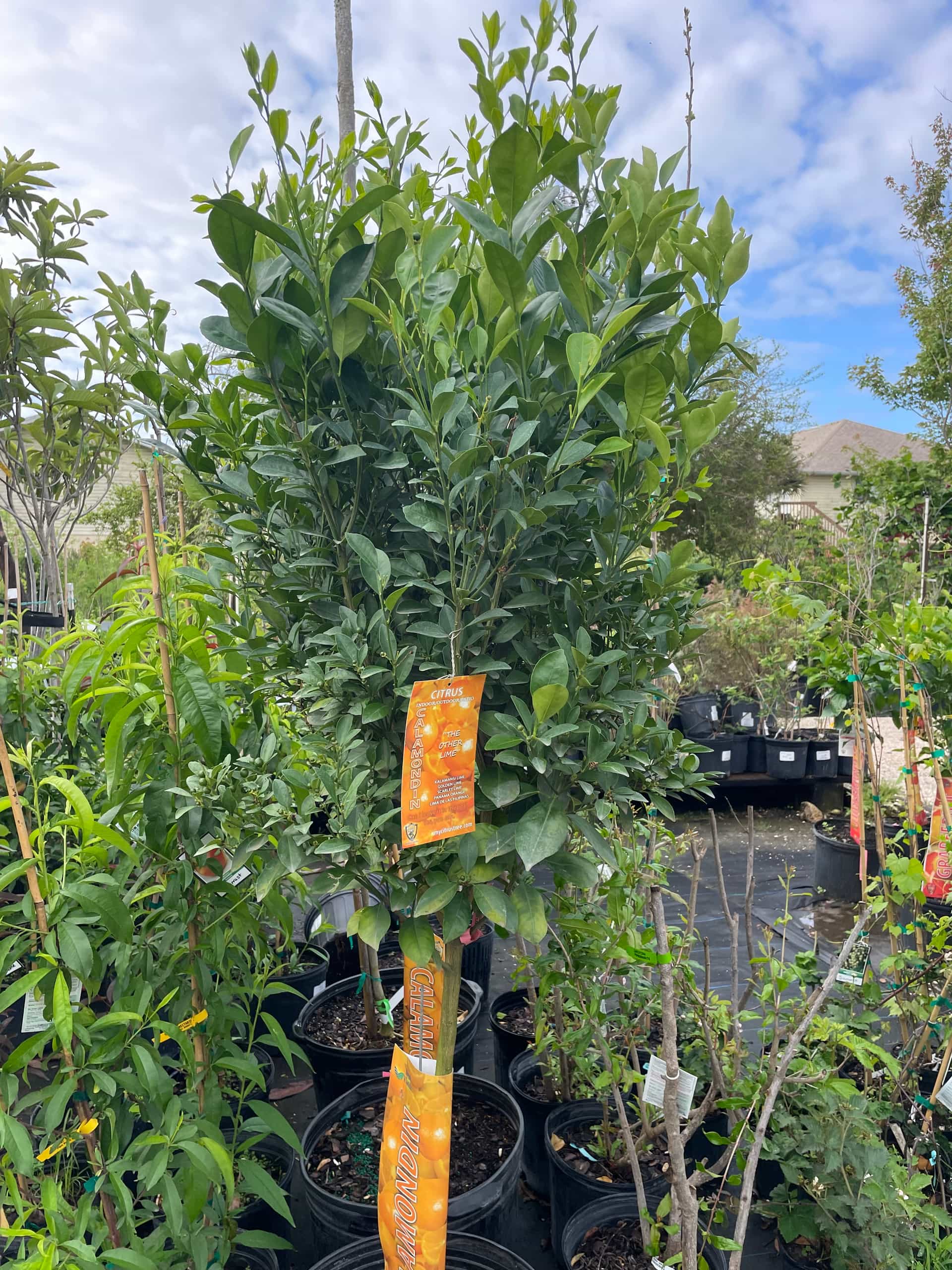 Calamondin (Citrus microcarpa), Fruit Tree