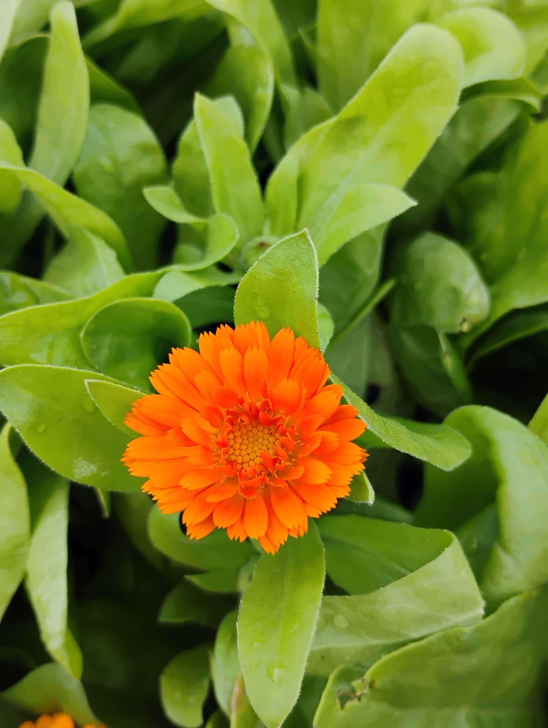 Calendula (Calendula officinalis), Annual