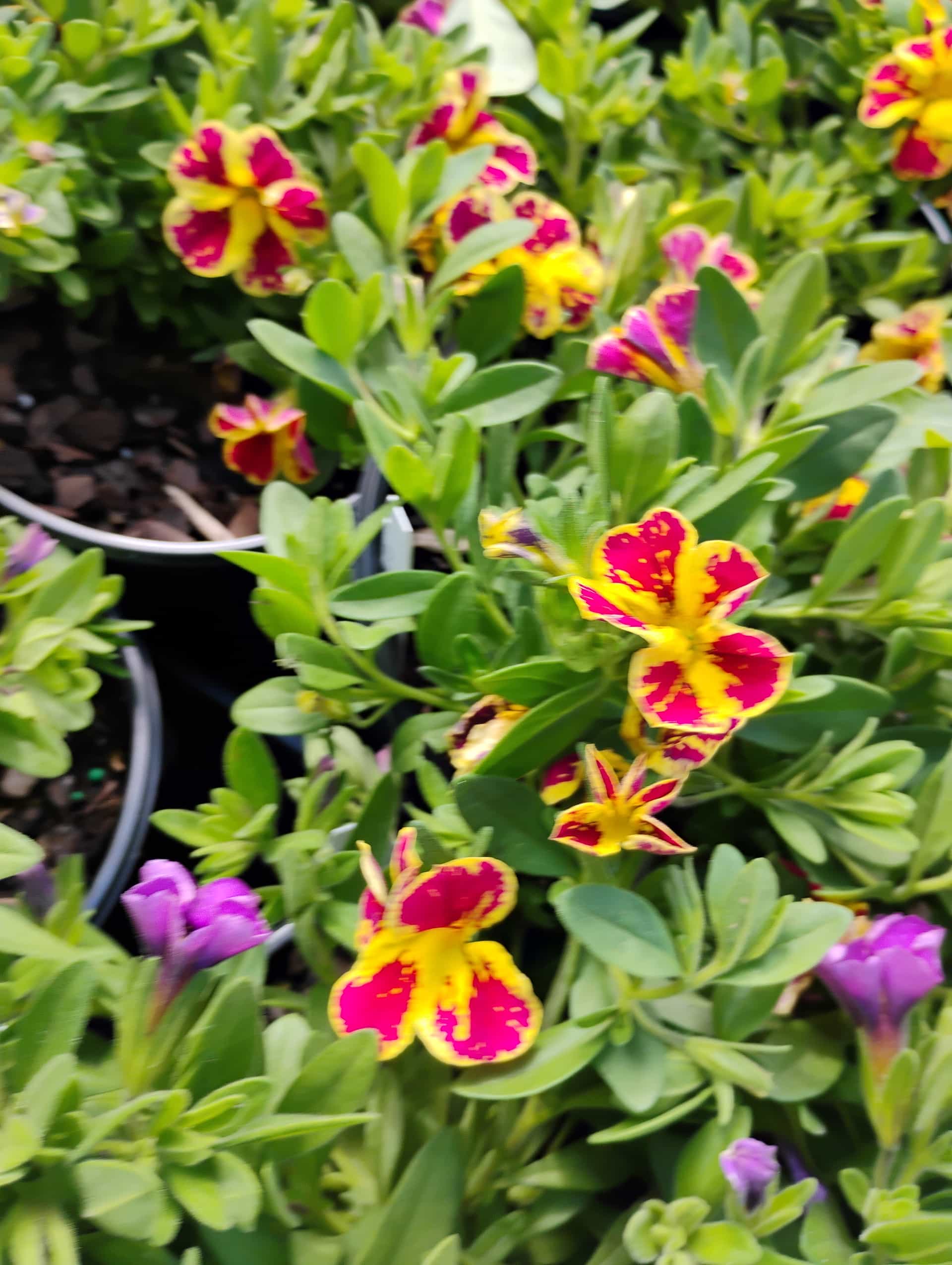 Calibrachoa, Annual