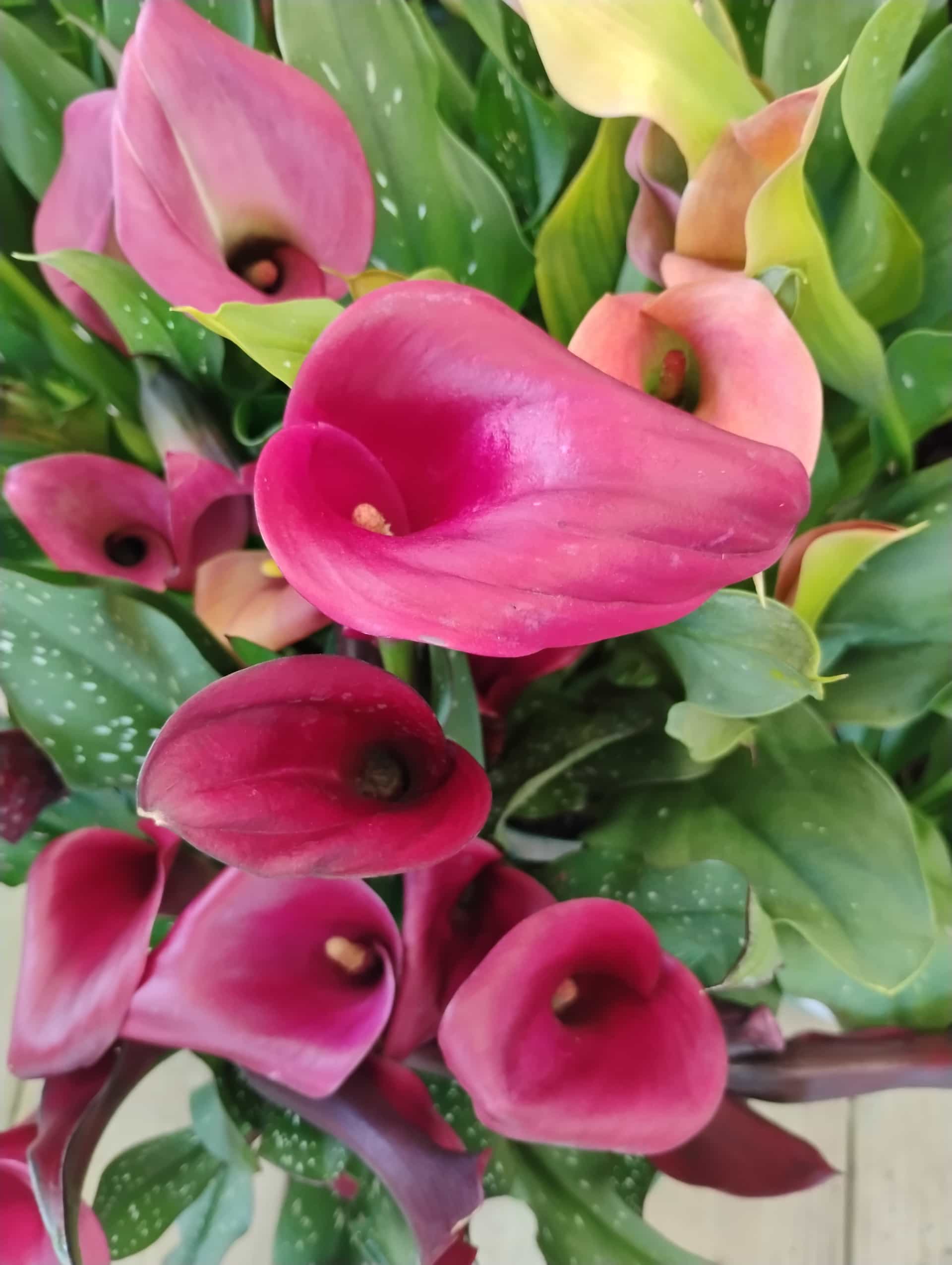 Calla Lily (Zantedeschia aethiopica), Perennial