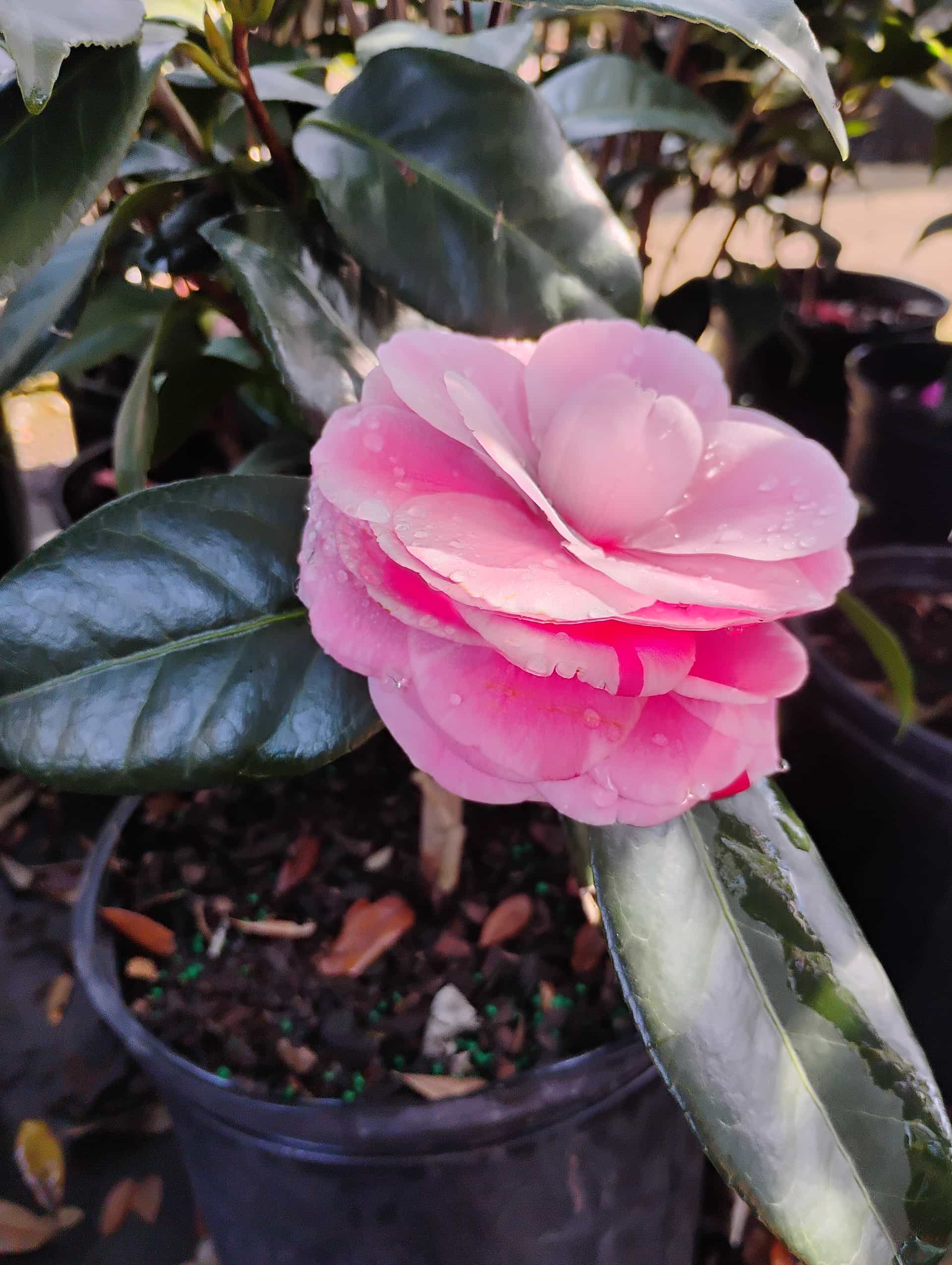 Camellia (Camellia japonica), Shrub