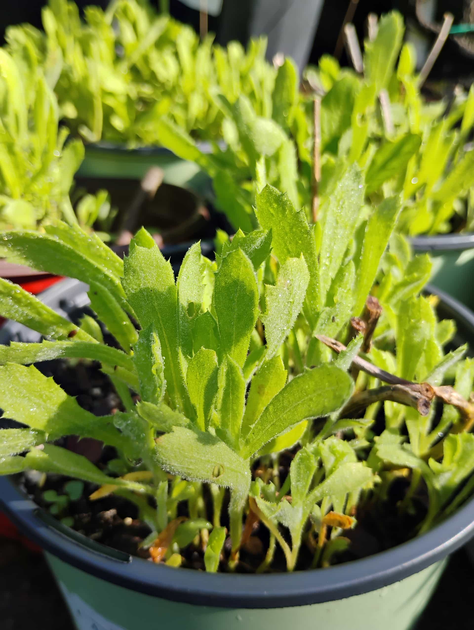 Camphor Daisy (Rayjacksonia phyllocephala), Foliage
