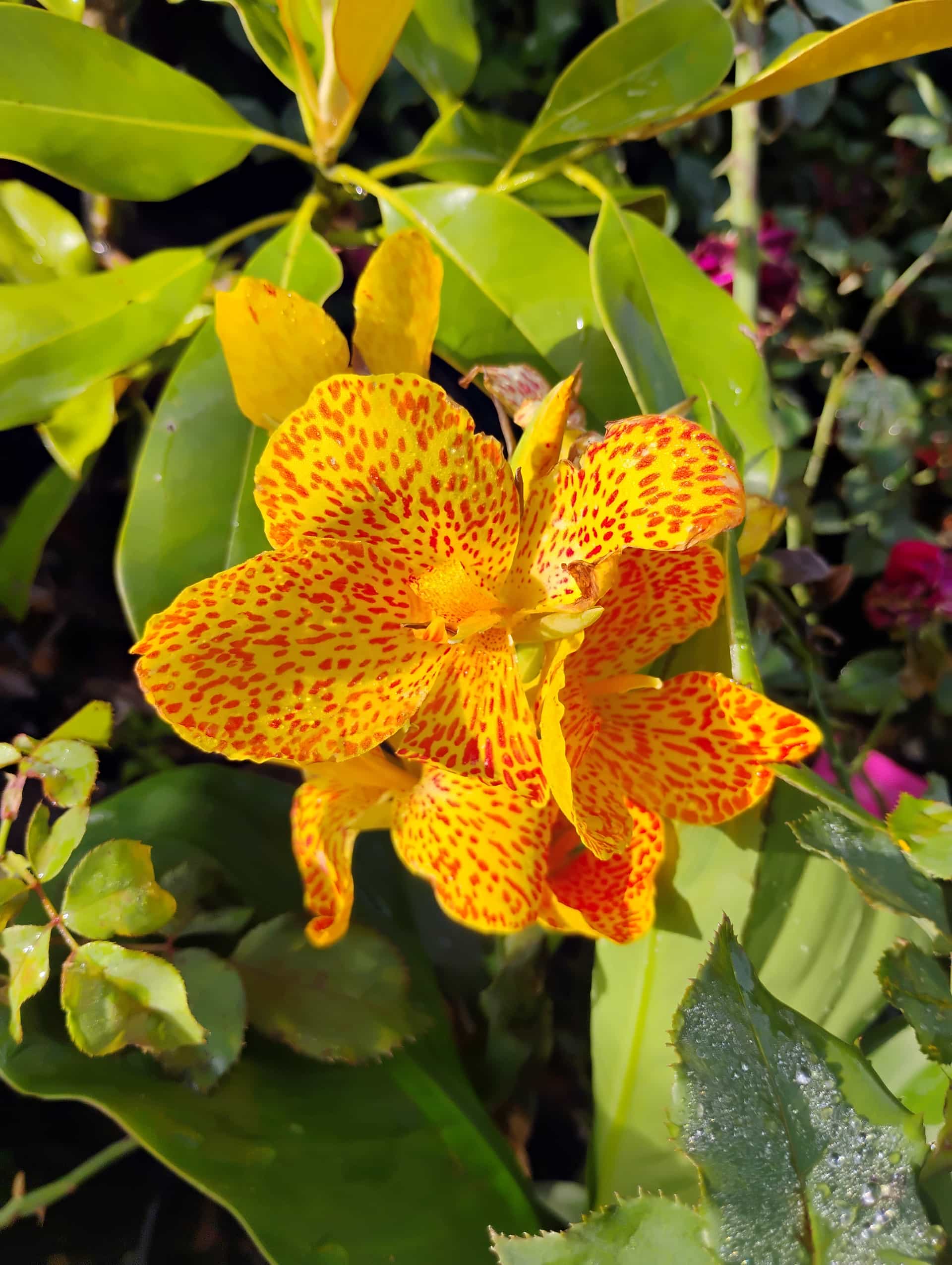 Canna Lily (Canna generalis), Perennial