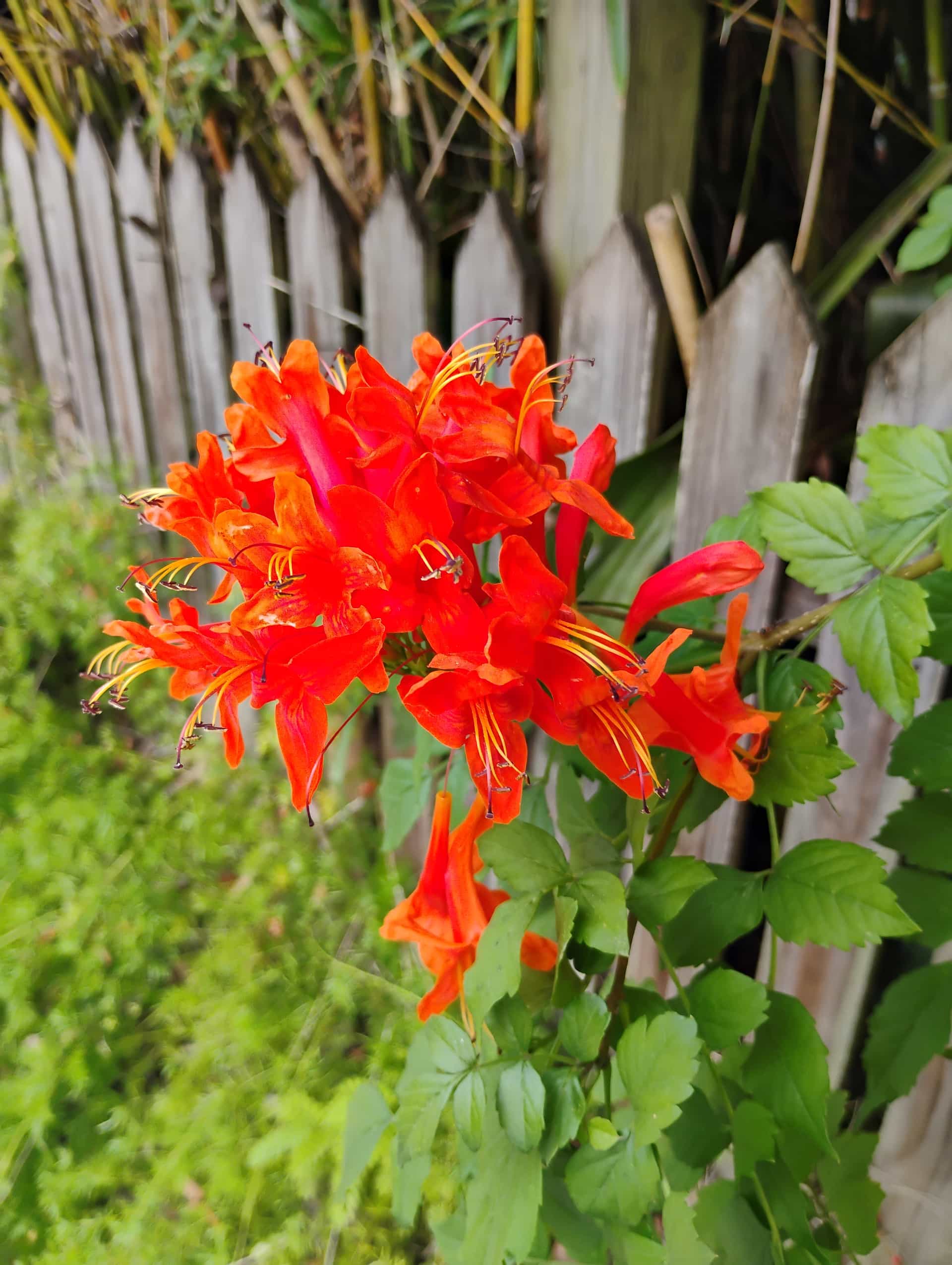 Cape Honeysuckle (Tecoma capensis), Shrub