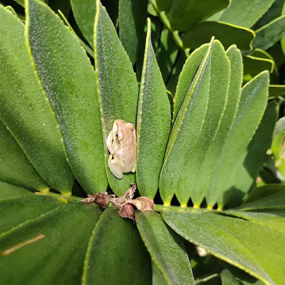 Cardboard Palm (Zamia furfuracea), Cycad