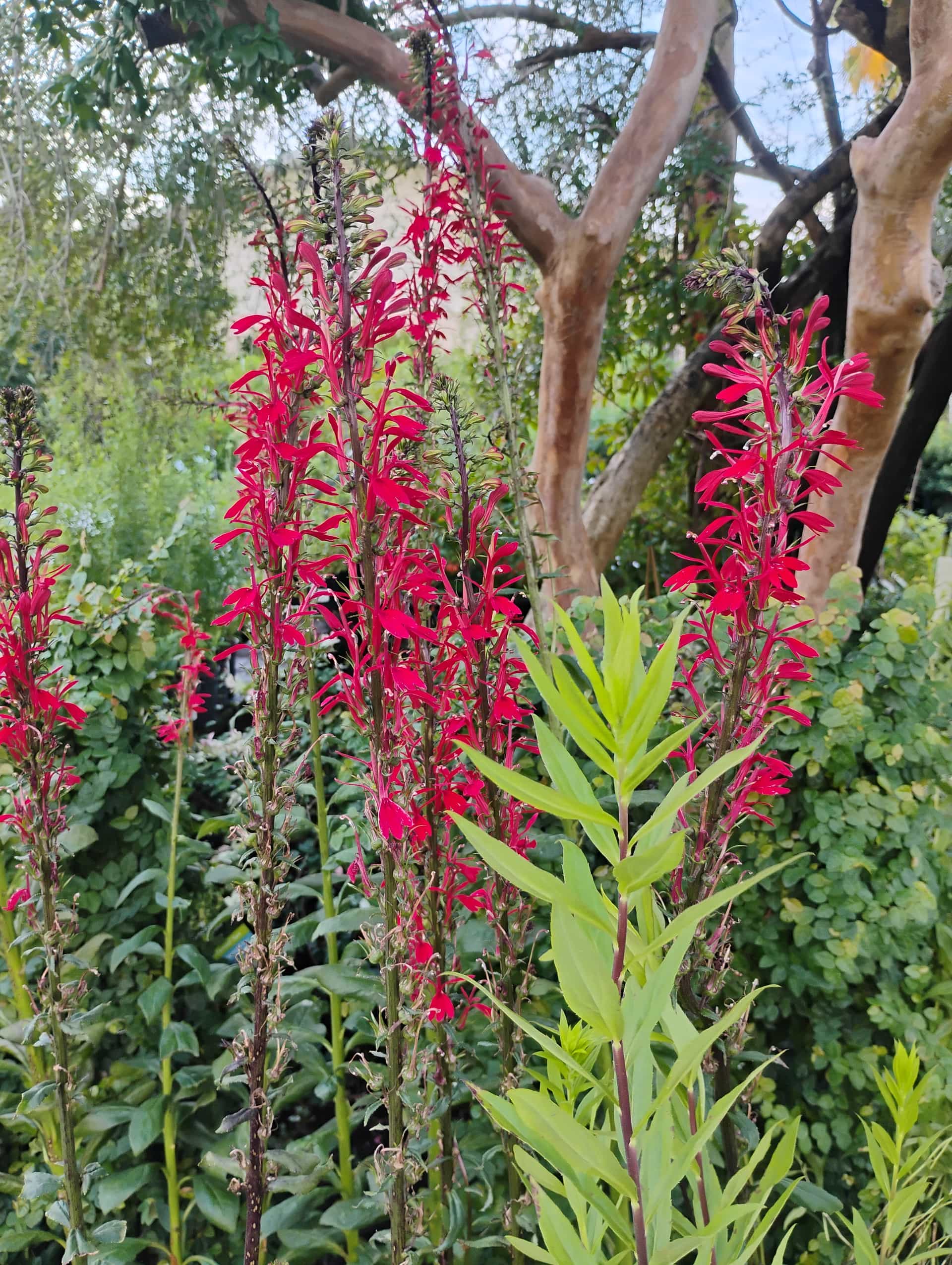 Cardinal Flower (Lobelia cardinalis), Perennial