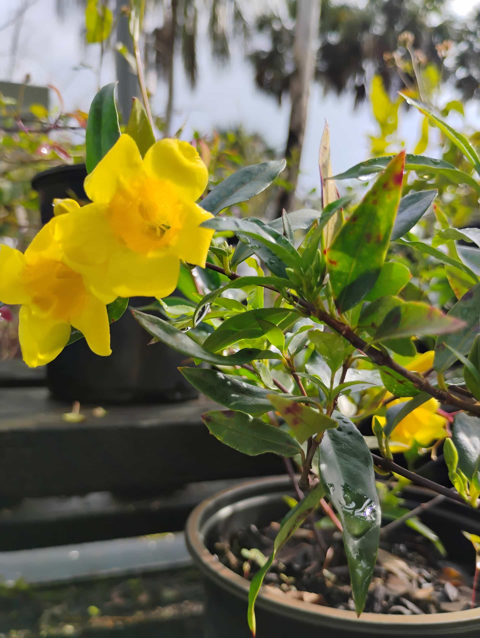 Carolina Jessamine (Gelsemium sempervirens), Vine