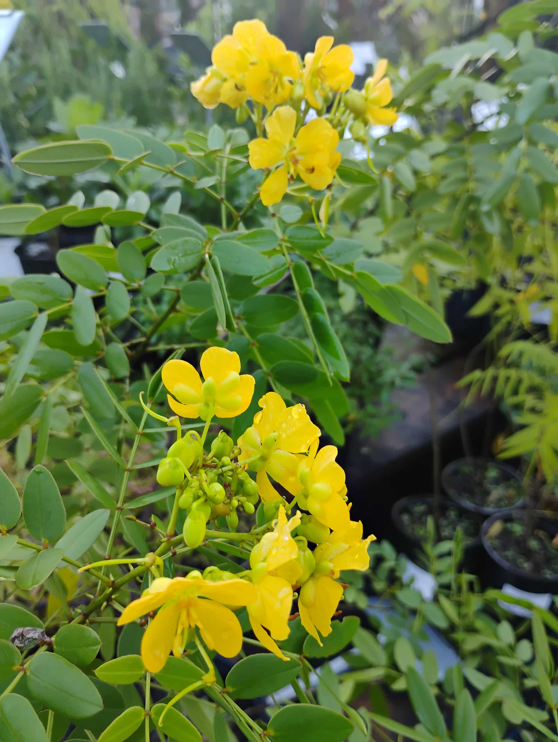 Senna, Shrub