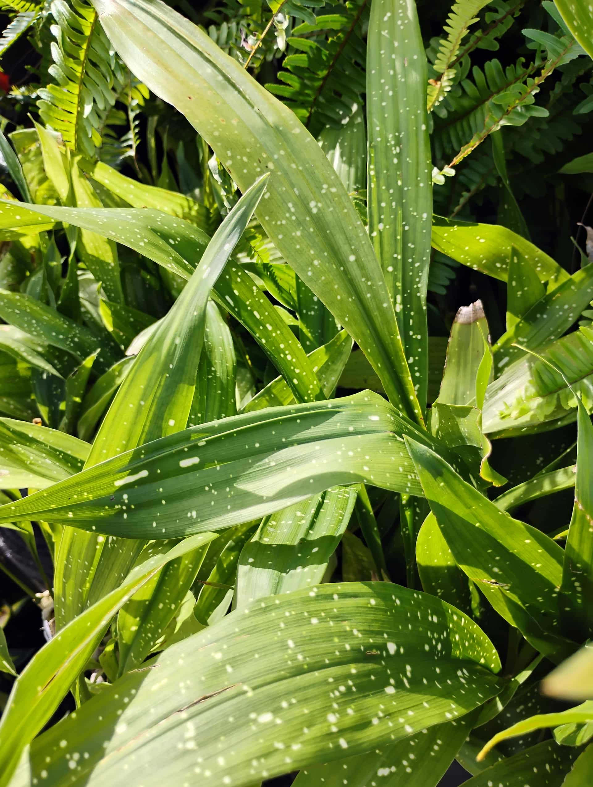 Cast Iron Plant (Aspidistra elatior), Perennial