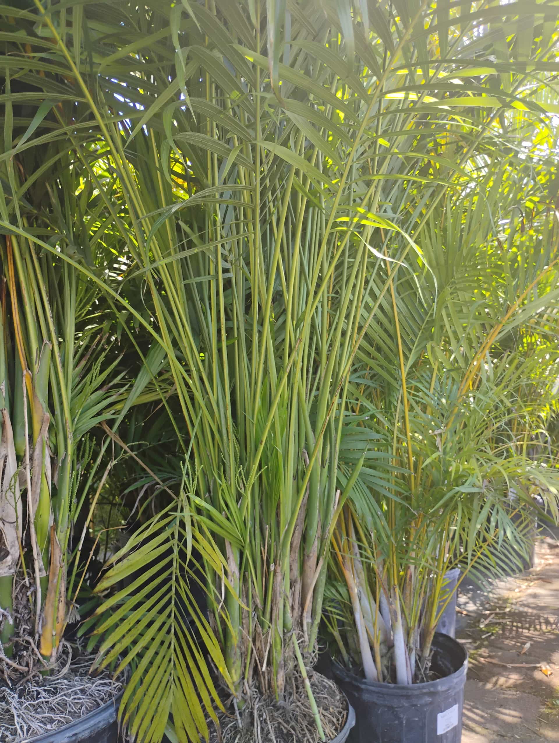 Cat Palm (Chamaedorea cataractarum), Palm