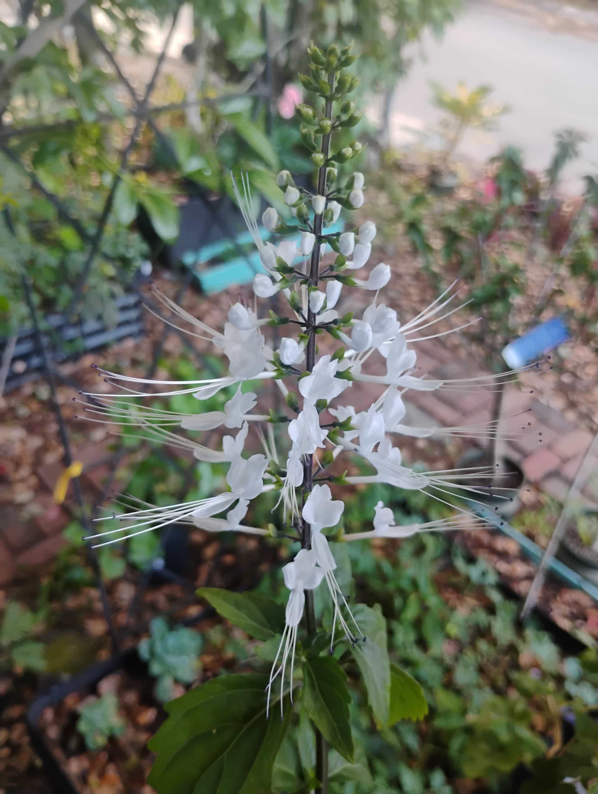 Cat Whiskers (Orthosiphon aristatus), Perennial