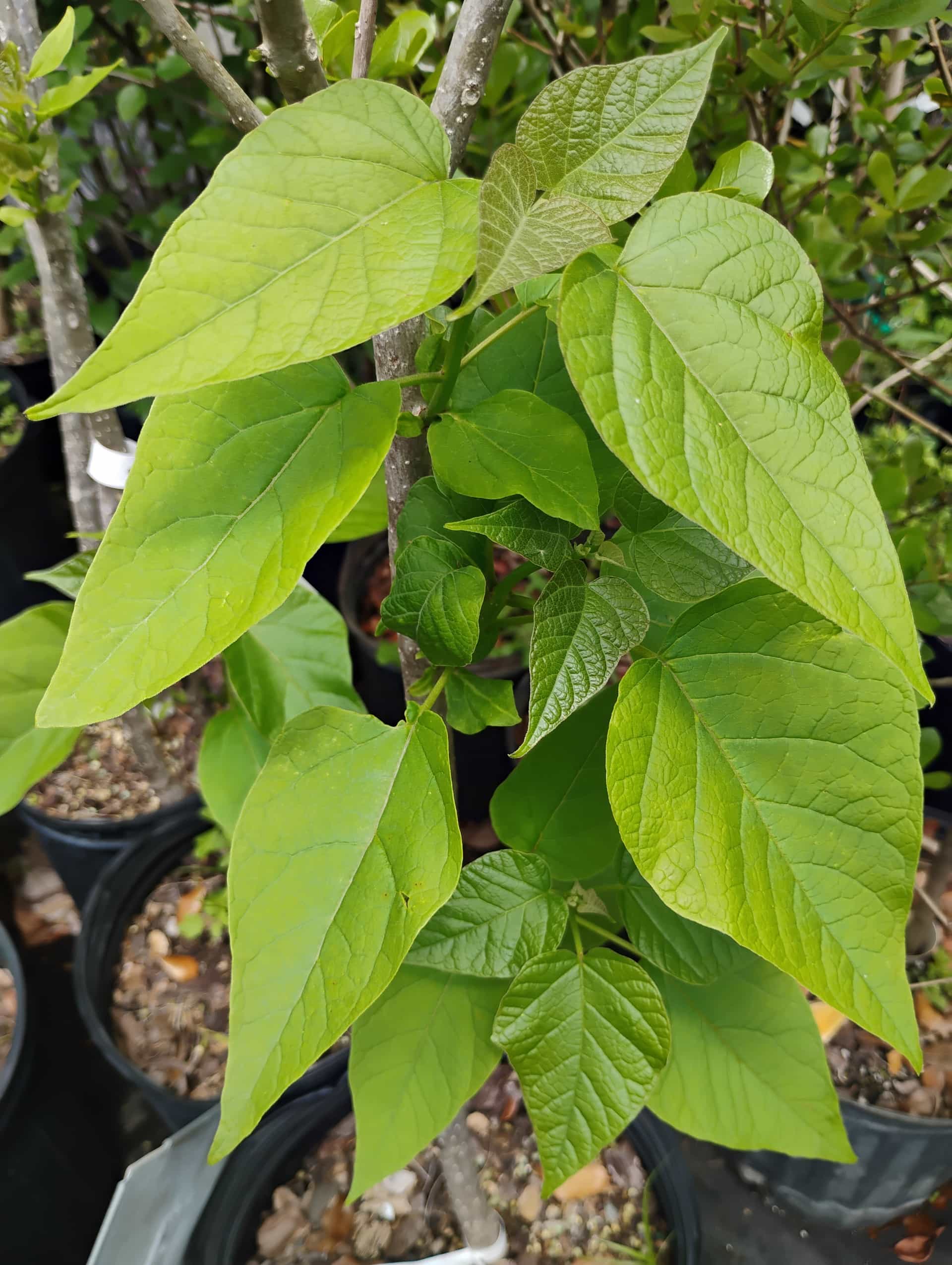 Southern Catalpa (Catalpa bignonioides), Tree