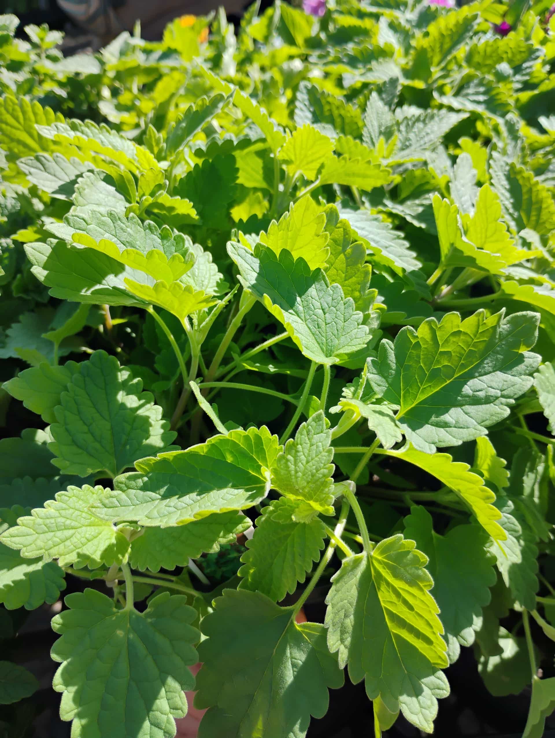 Catnip (Nepeta cataria), Herb