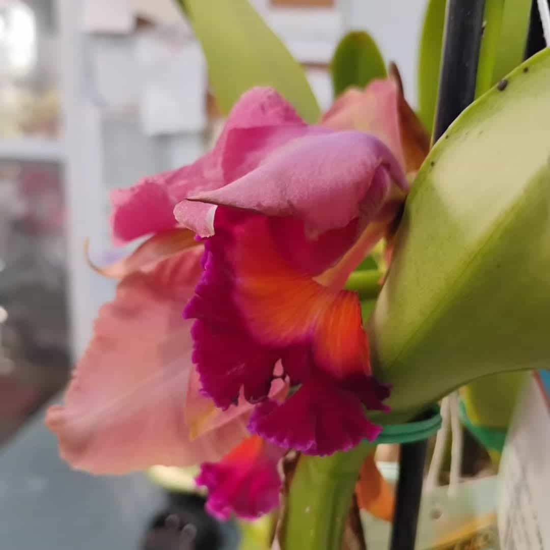 Cattleya Orchid (Cattleya), Houseplant