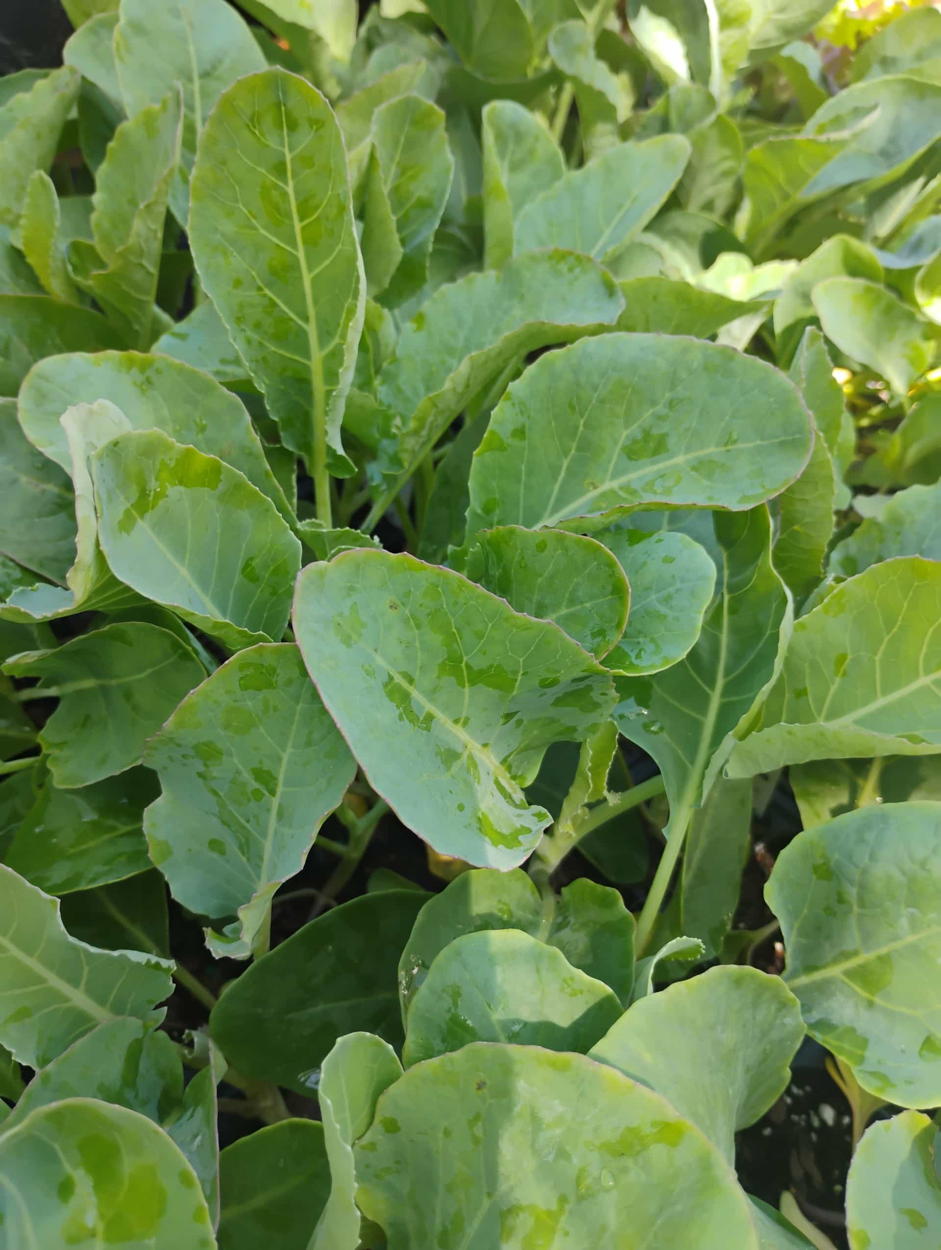 Cauliflower (Brassica oleracea var. botrytis), Annual