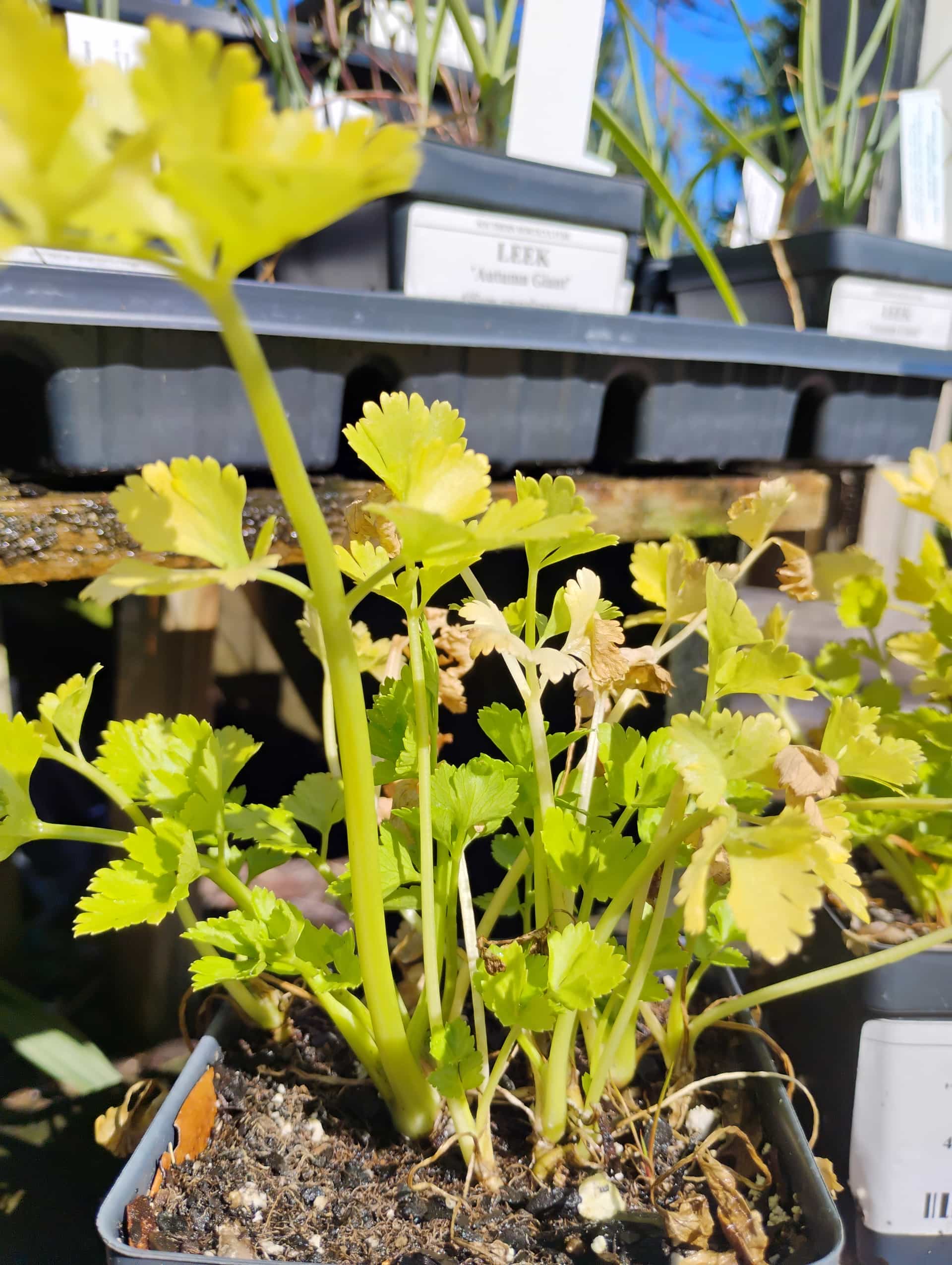 Celery (Apium graveolens), Annual