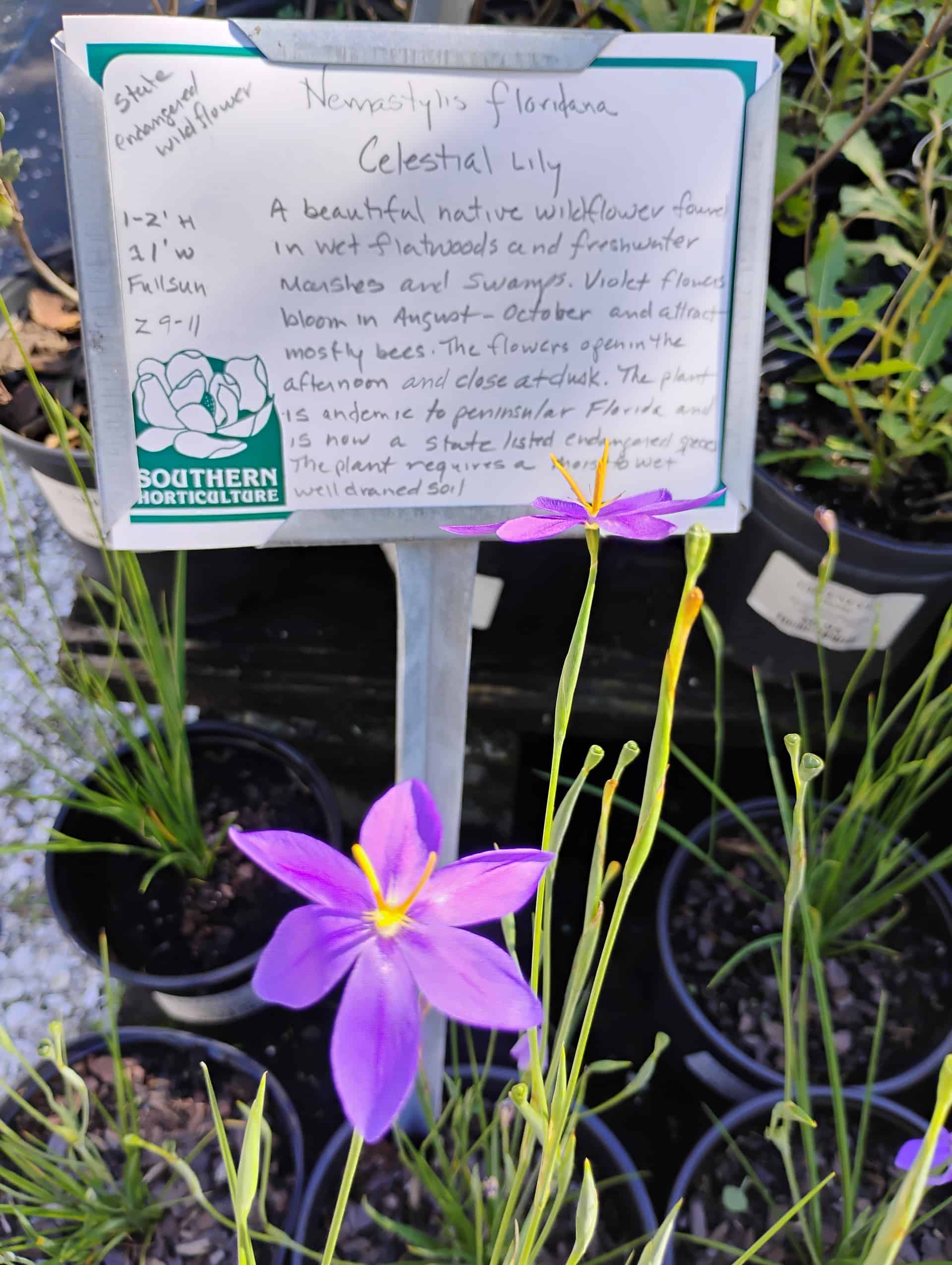 Celestial Lily (Nemastylis floridana), Perennial