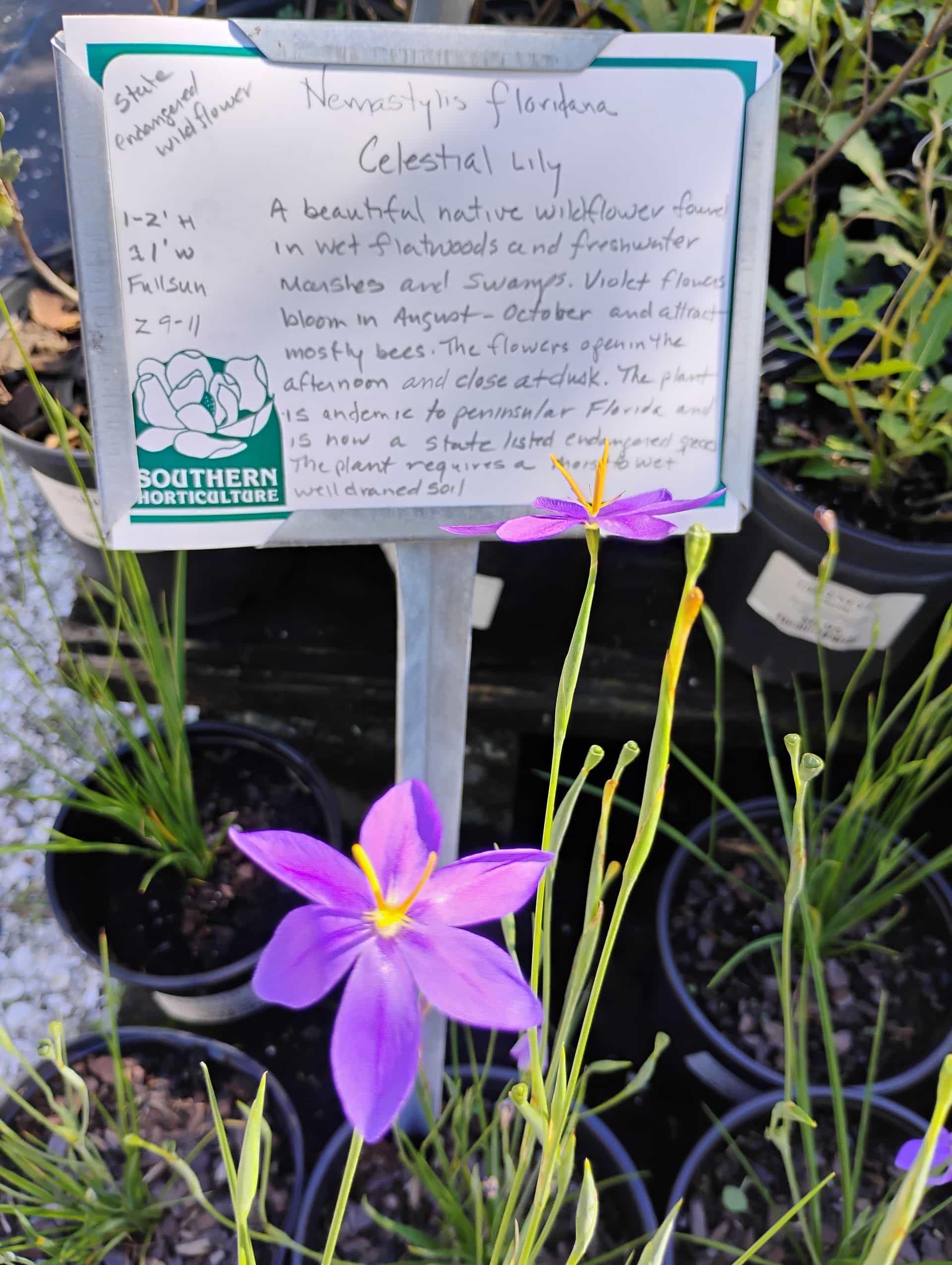 Celestial Lily (Nemastylis floridana), Perennial