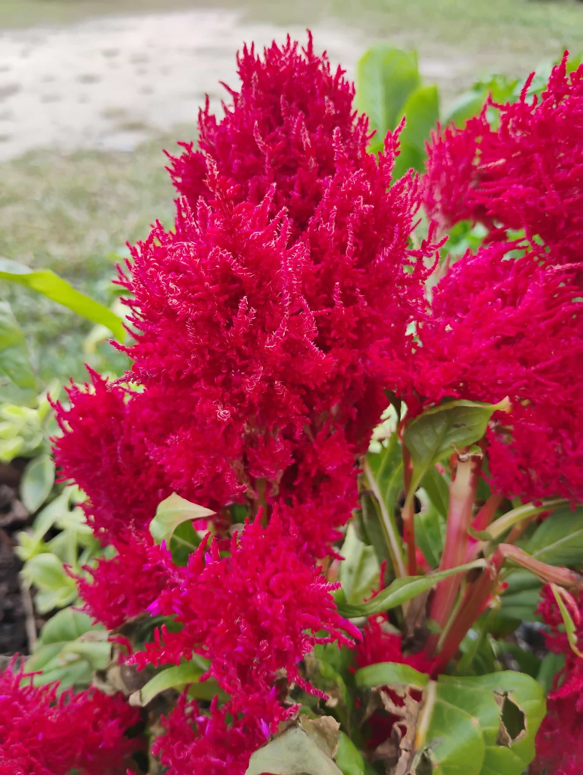 Celosia, Annual