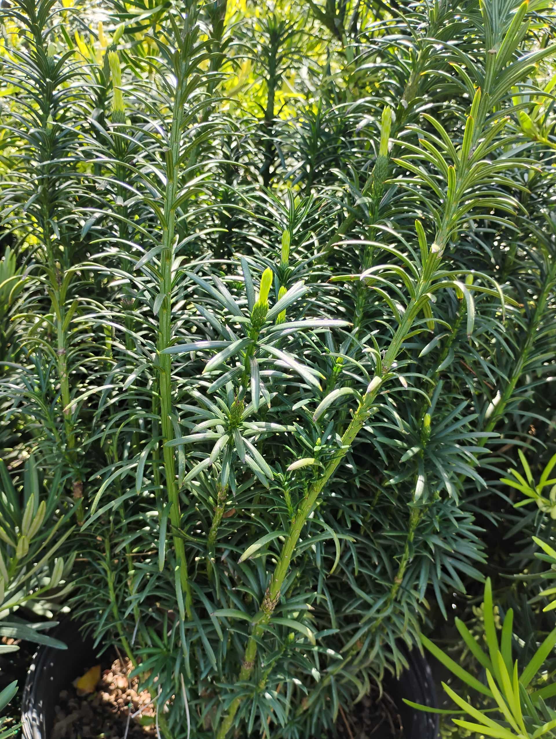 Japanese Plum Yew (Cephalotaxus harringtonia), Shrub