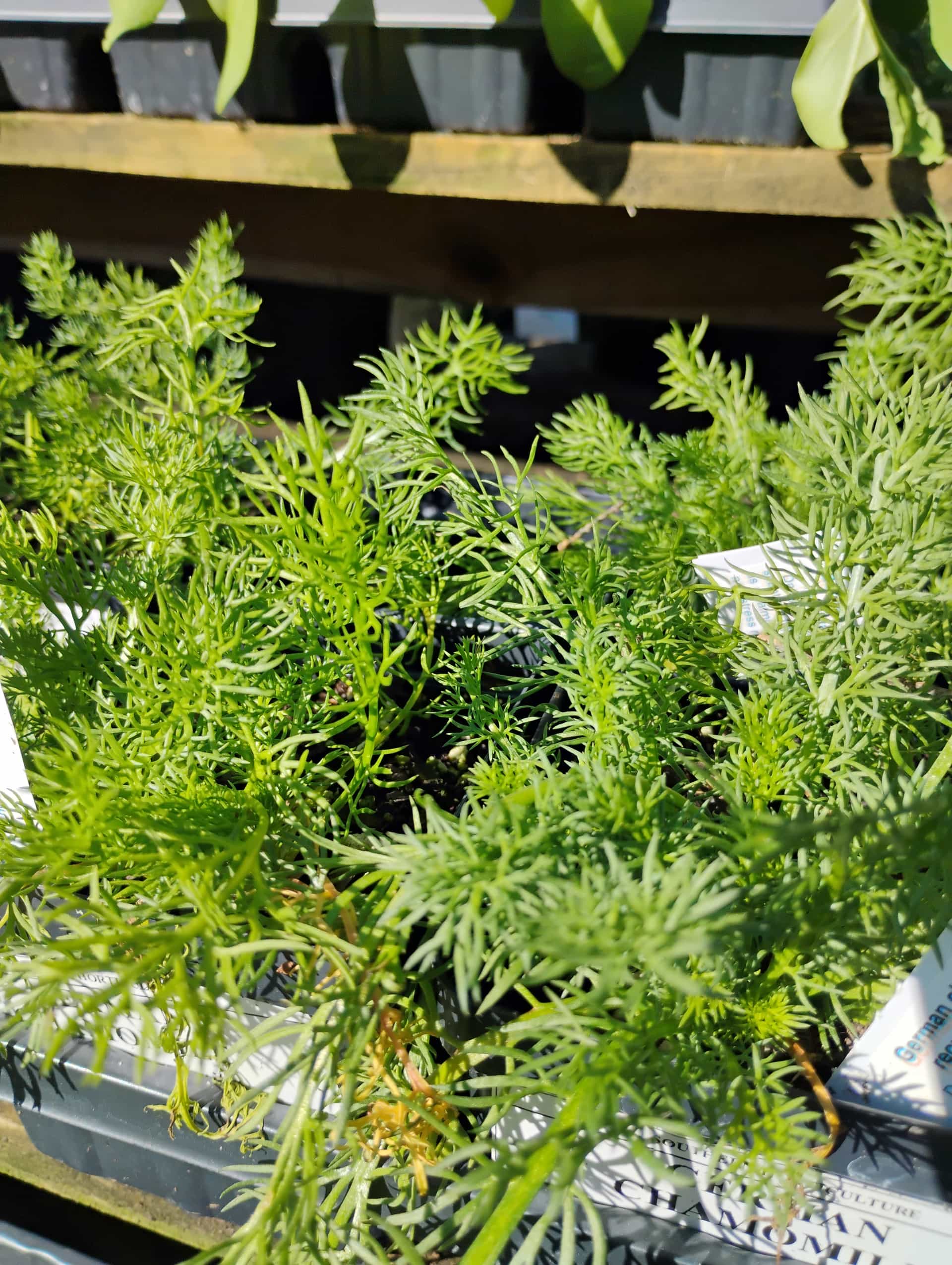 German Chamomile (Matricaria recutita), Herb