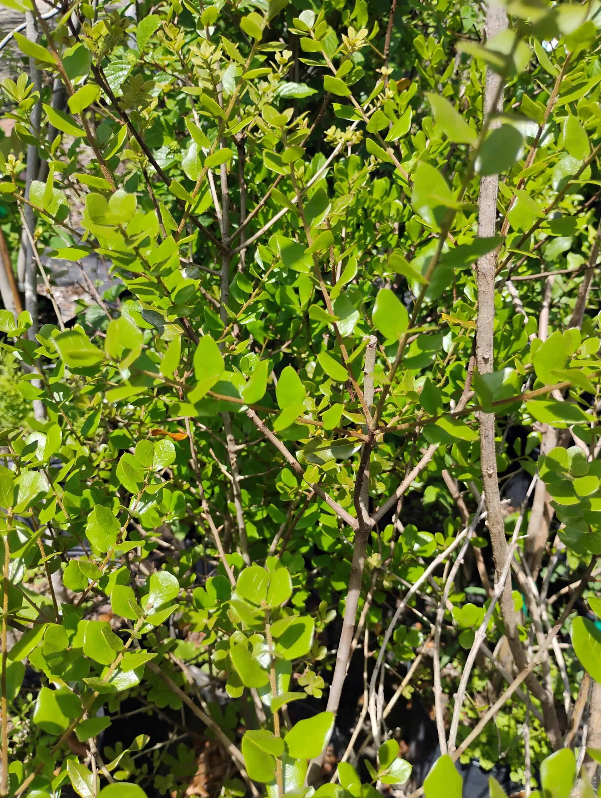 Chapman Oak (Quercus chapmanii), Shrub