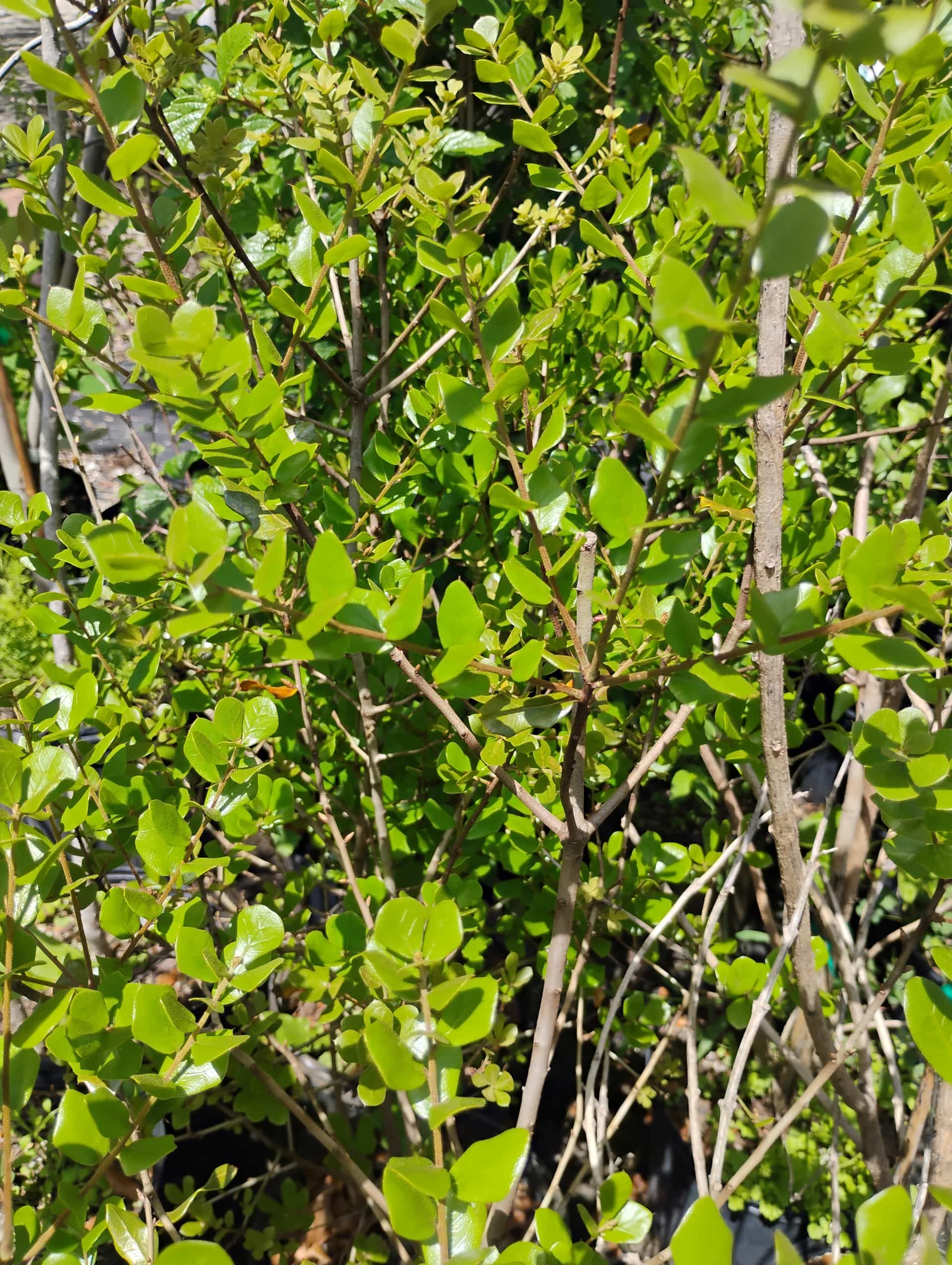 Chapman Oak (Quercus chapmanii), Shrub