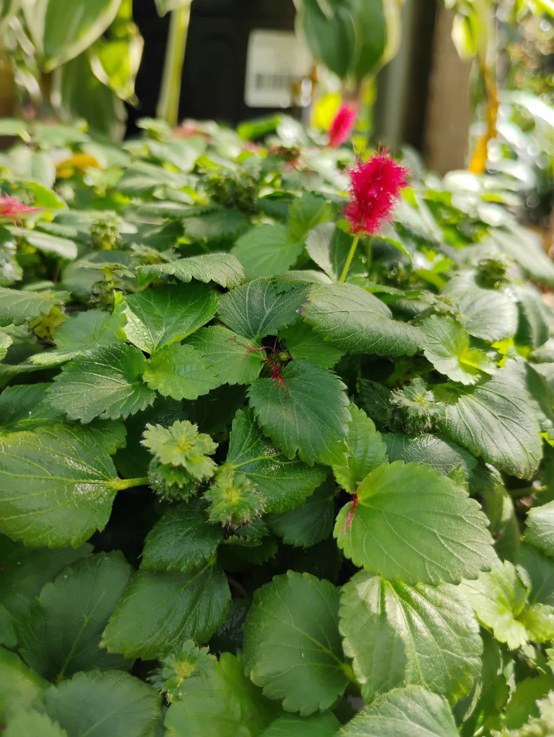 Chenille Plant (Acalypha hispida), Shrub