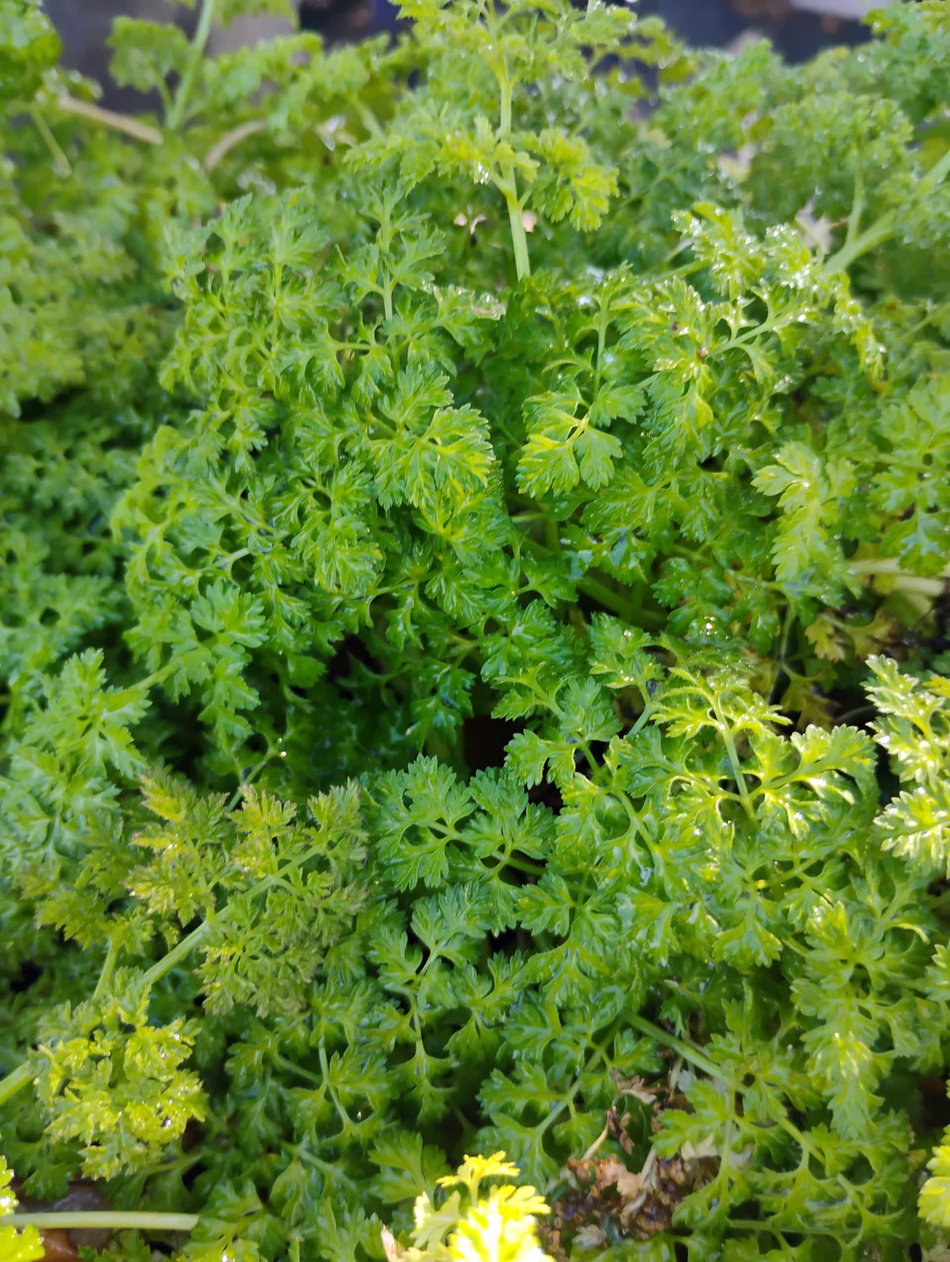 Chervil (Anthriscus cerefolium), Herb