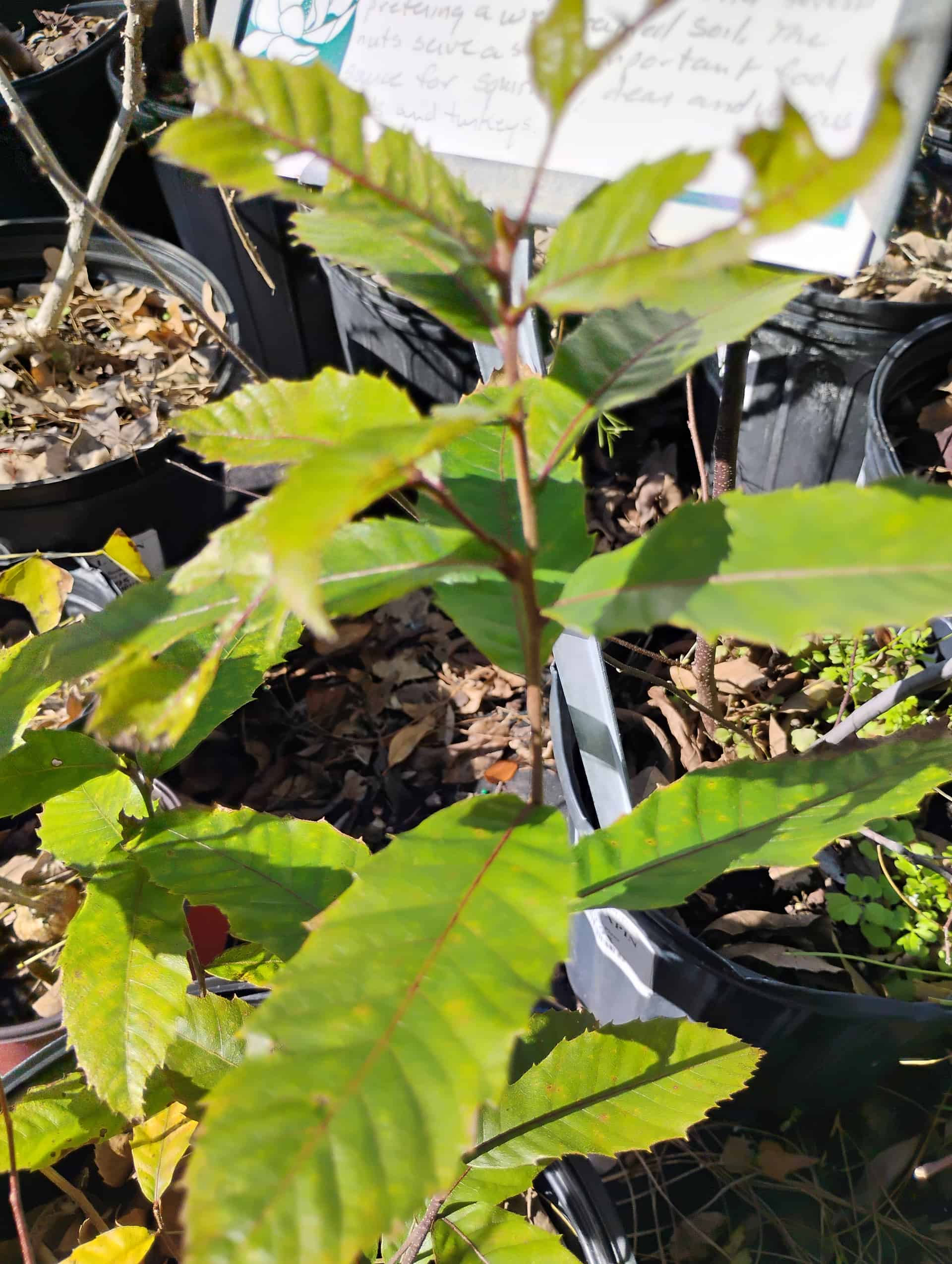 Chestnut (Castanea), Tree