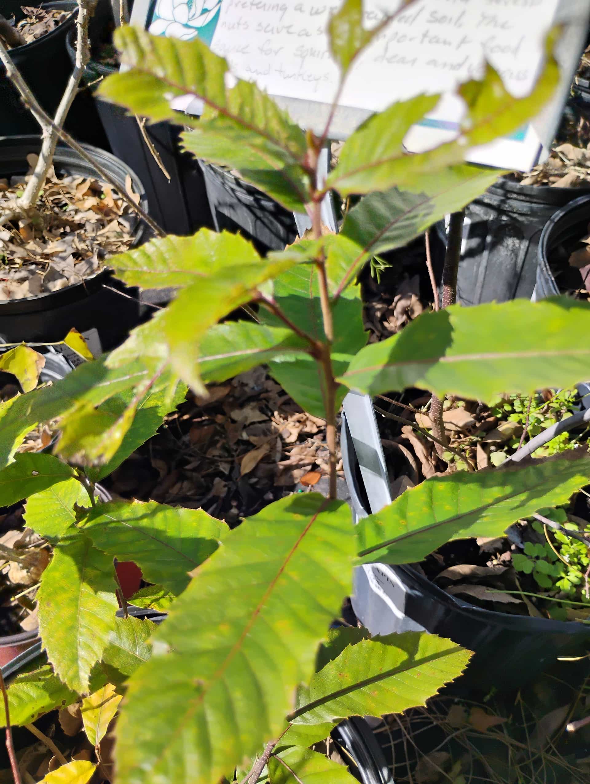 Chestnut (Castanea), Tree