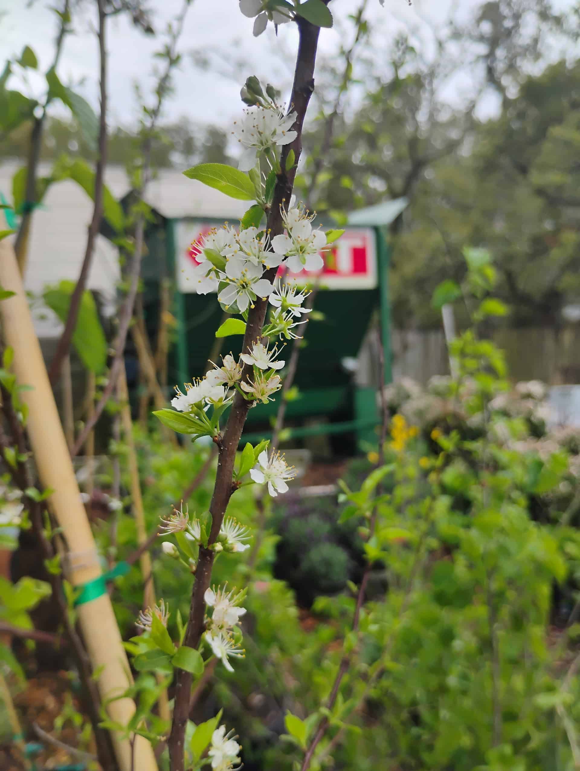 Chickasaw Plum (Prunus angustifolia), Fruit Tree
