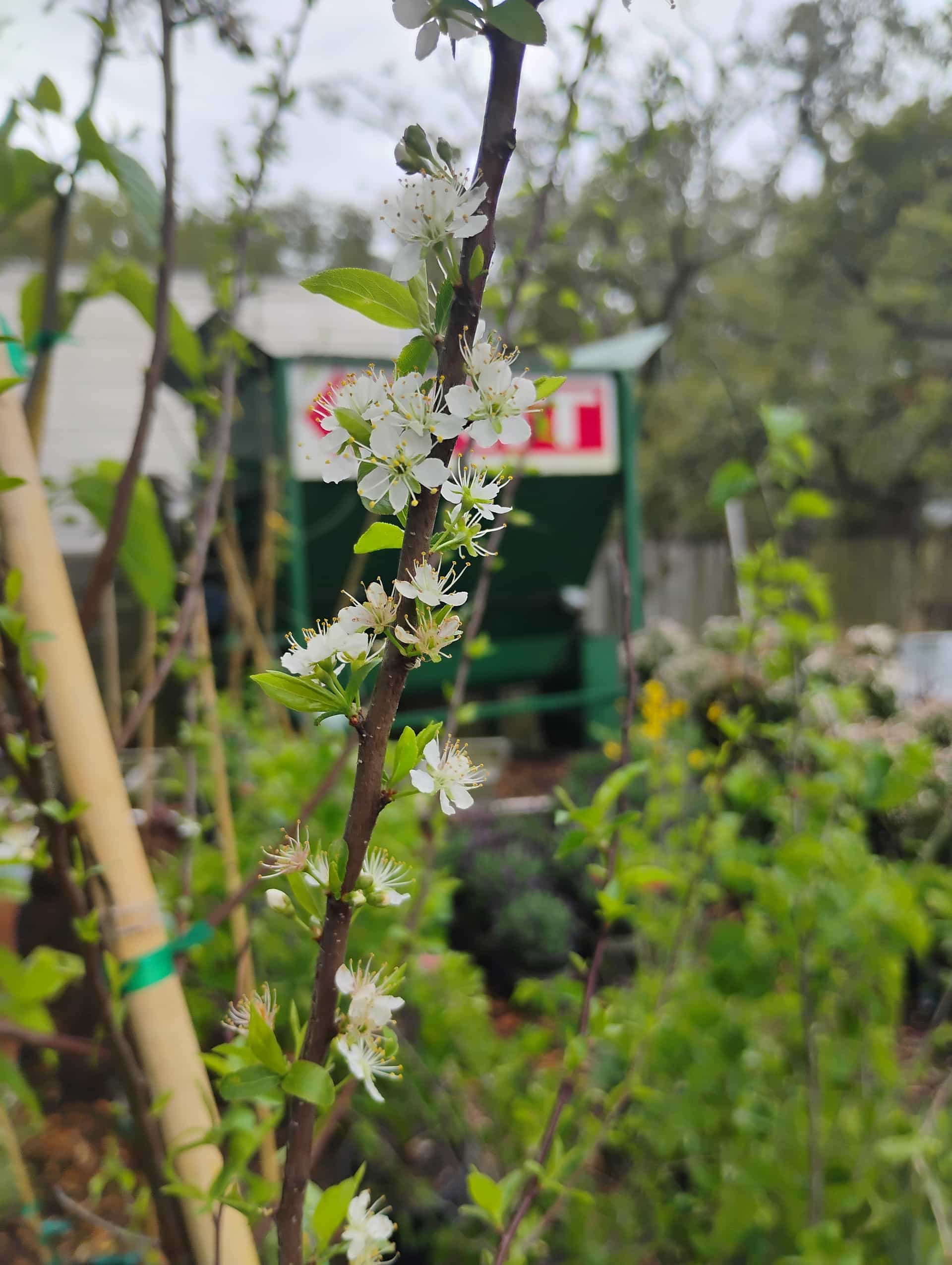Chickasaw Plum (Prunus angustifolia), Fruit Tree